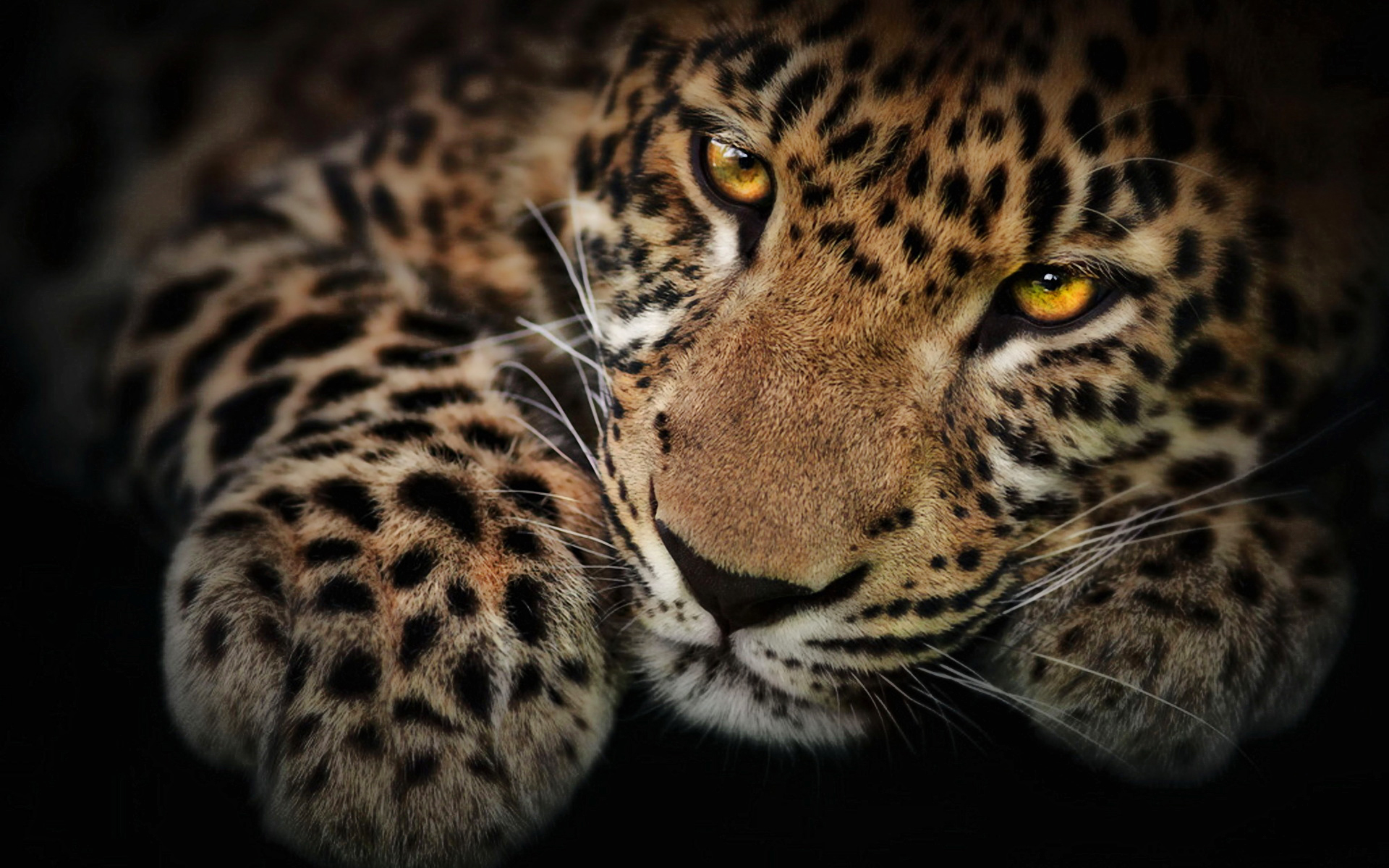 Hd Jaguar Wallpaper - Leopard Background - HD Wallpaper 