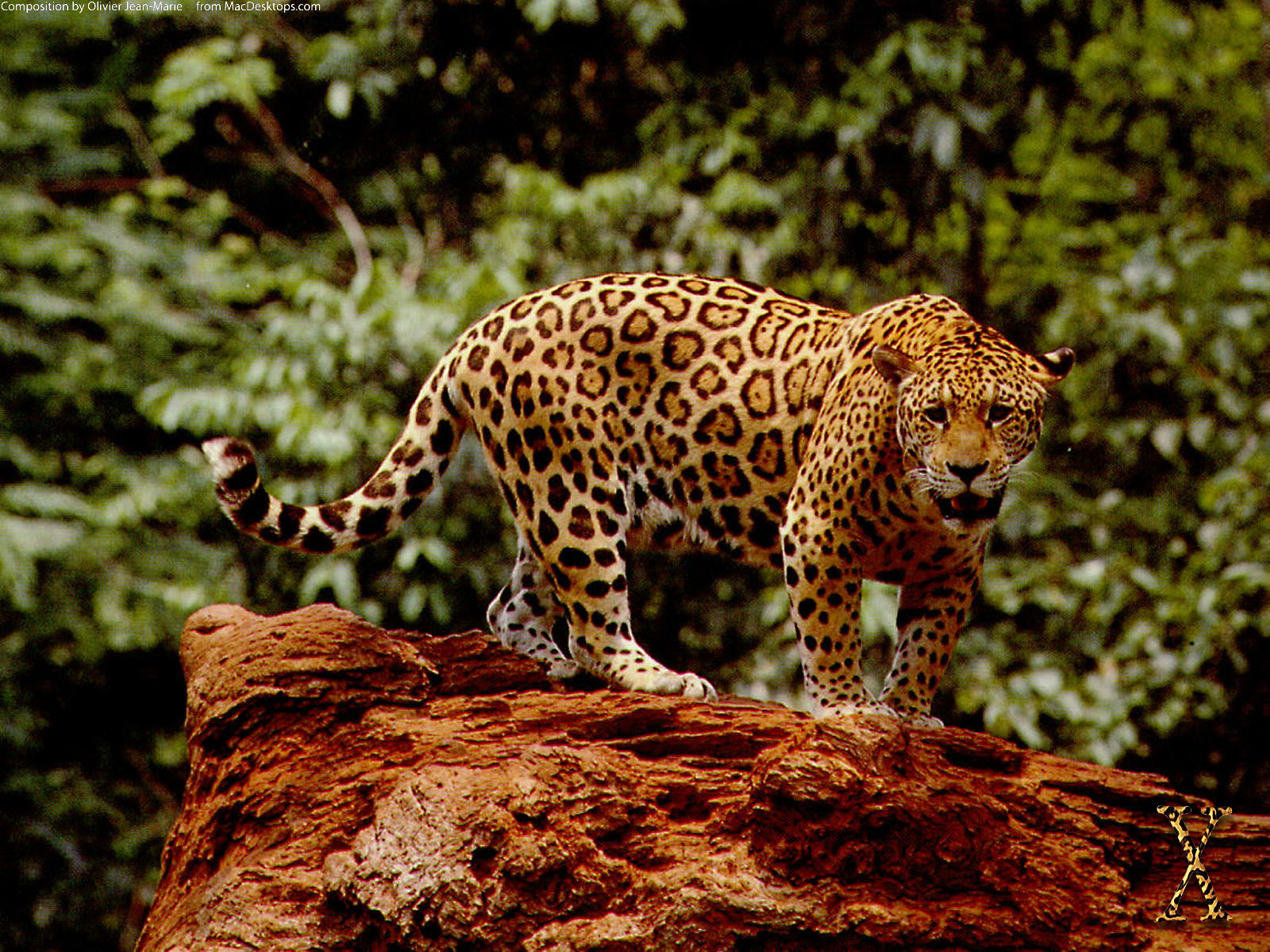 Great Jaguar Wallpaper - HD Wallpaper 
