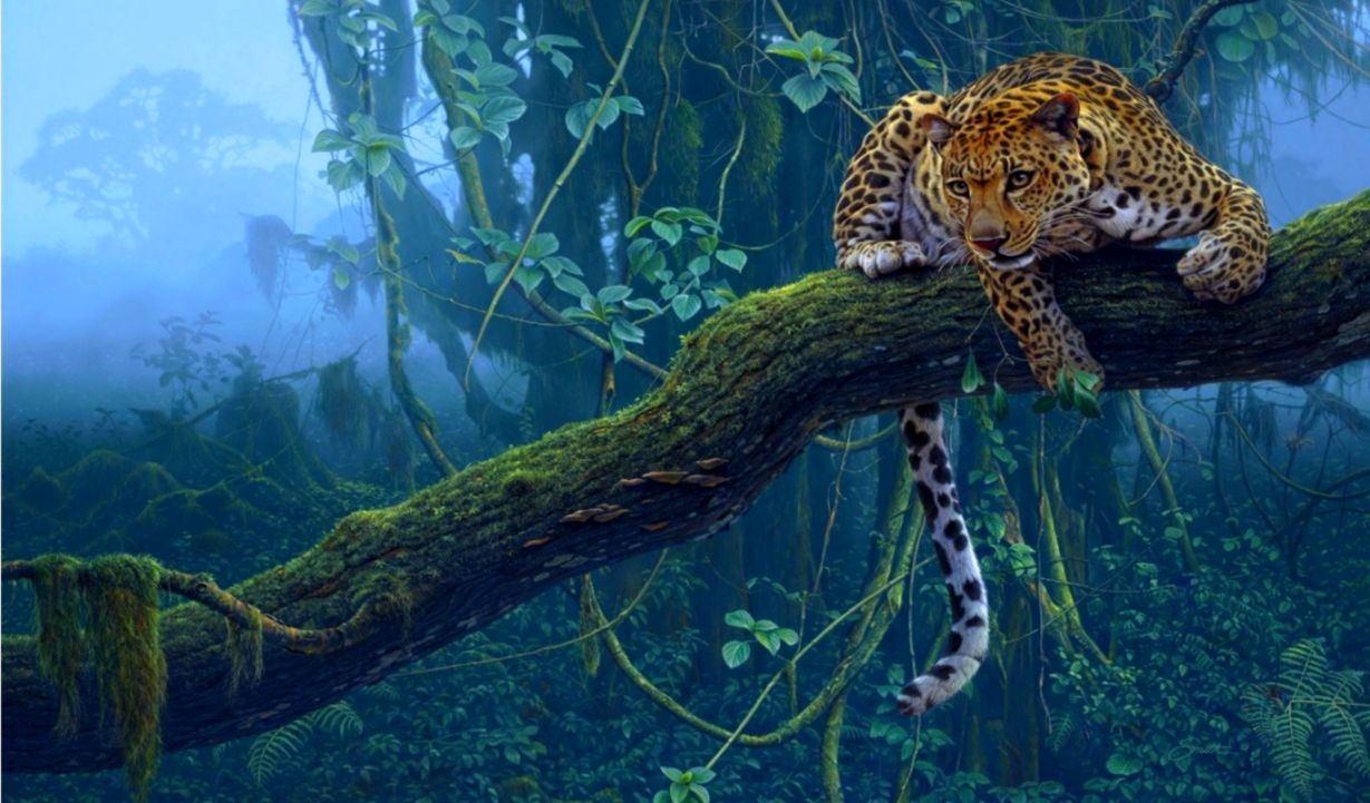 Jaguar Animal Night Hd Wallpaper Welcome To Starchop - Leopards In The Jungle - HD Wallpaper 