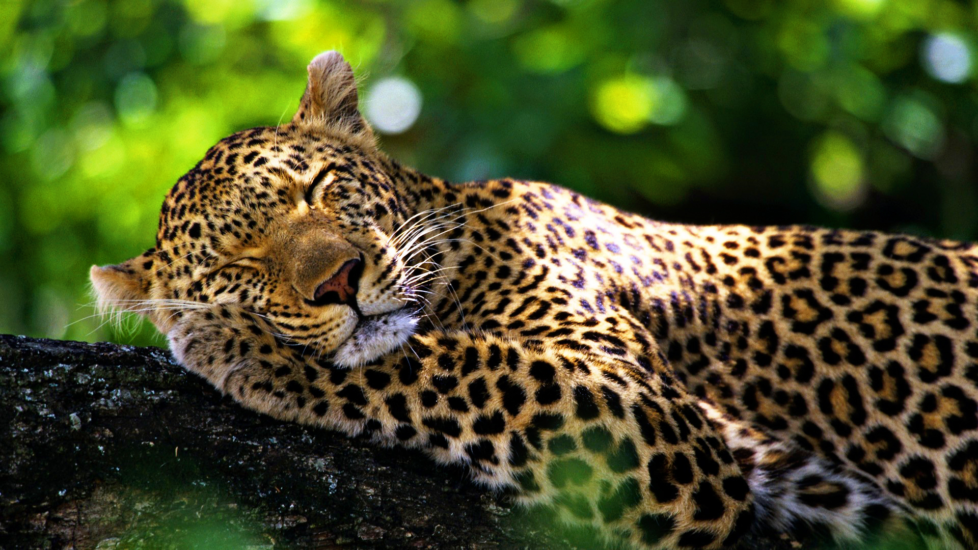 Hd Jaguar Sleeping - HD Wallpaper 