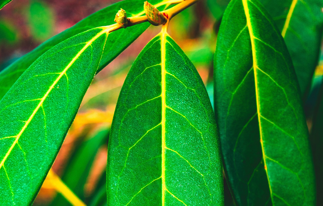 Photo Wallpaper Green, Nature, Leaves, Macro, Blur, - Green Leaves Hd - HD Wallpaper 