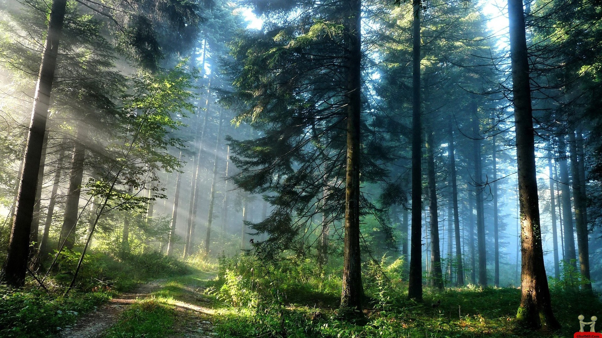 Awesome Nature Wallpapers - Forest Wallpaper 1080p - HD Wallpaper 