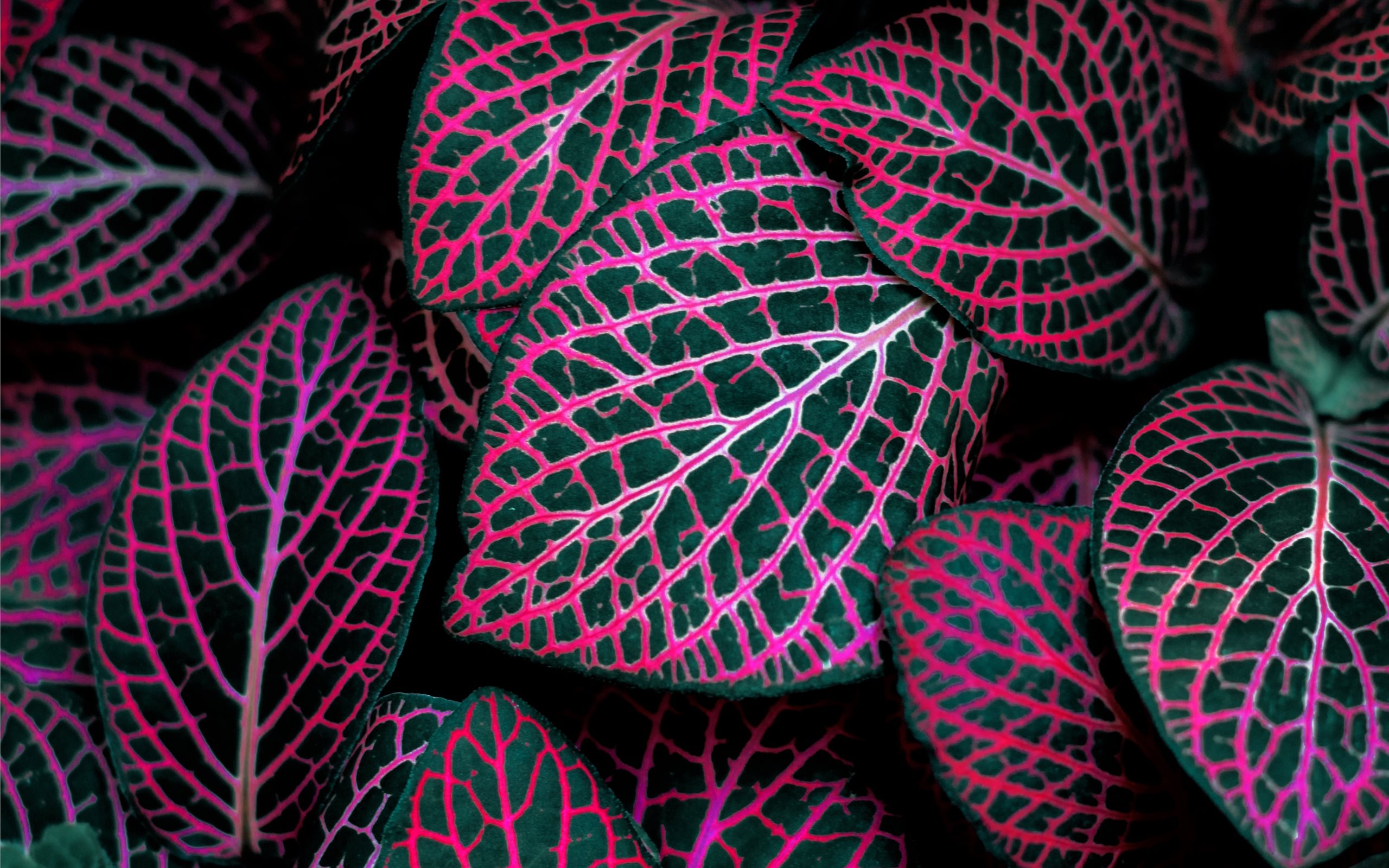 Macbook Air Backdrop - HD Wallpaper 