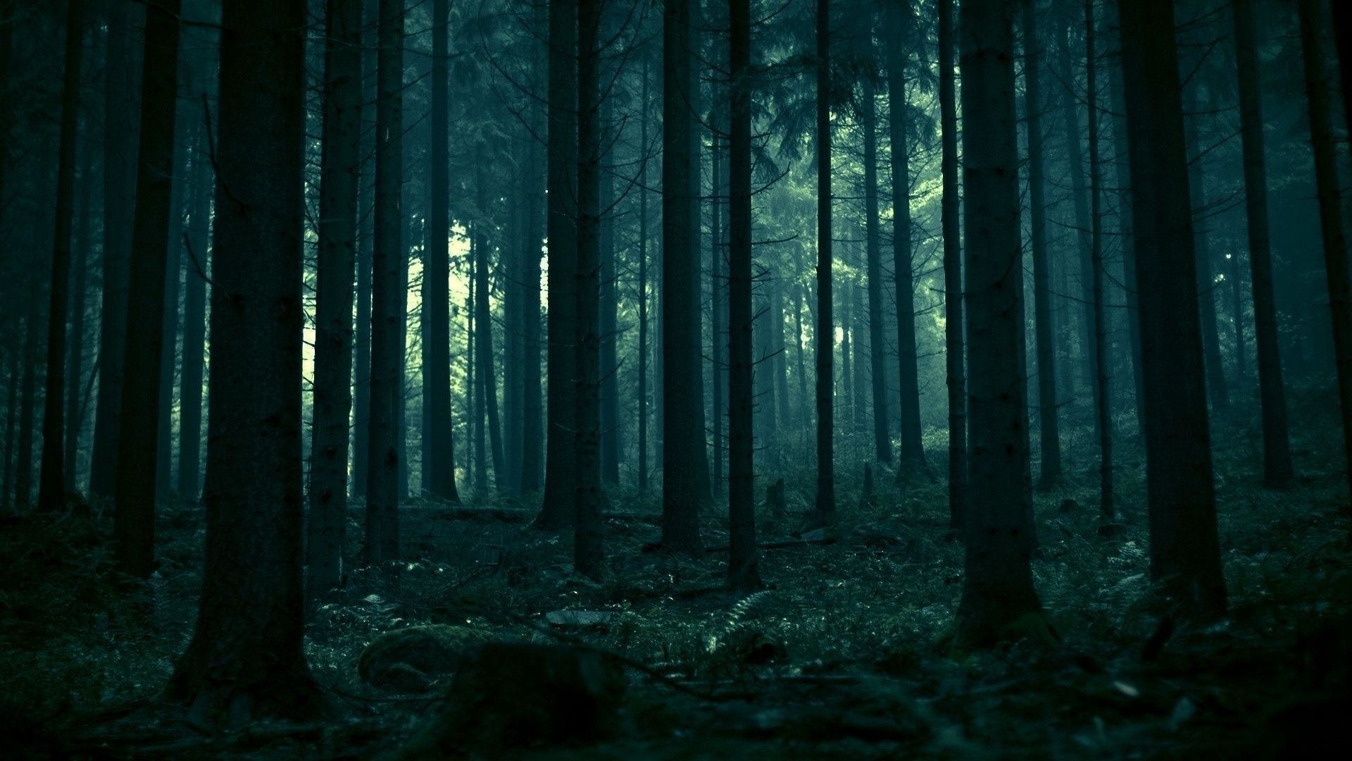 Dark Forest Hd Photo Wallpaper - Dark Forest Backgrounds - HD Wallpaper 