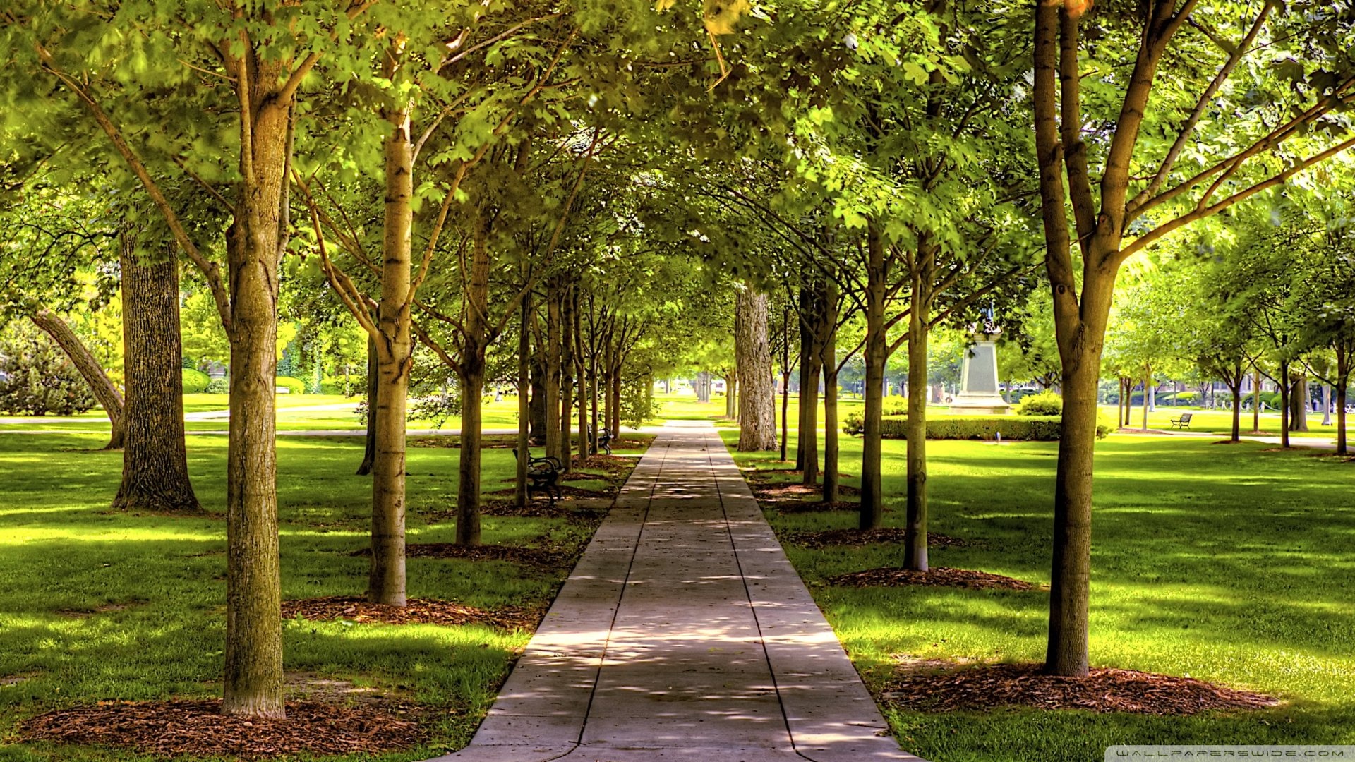Tree Alley In Park - HD Wallpaper 