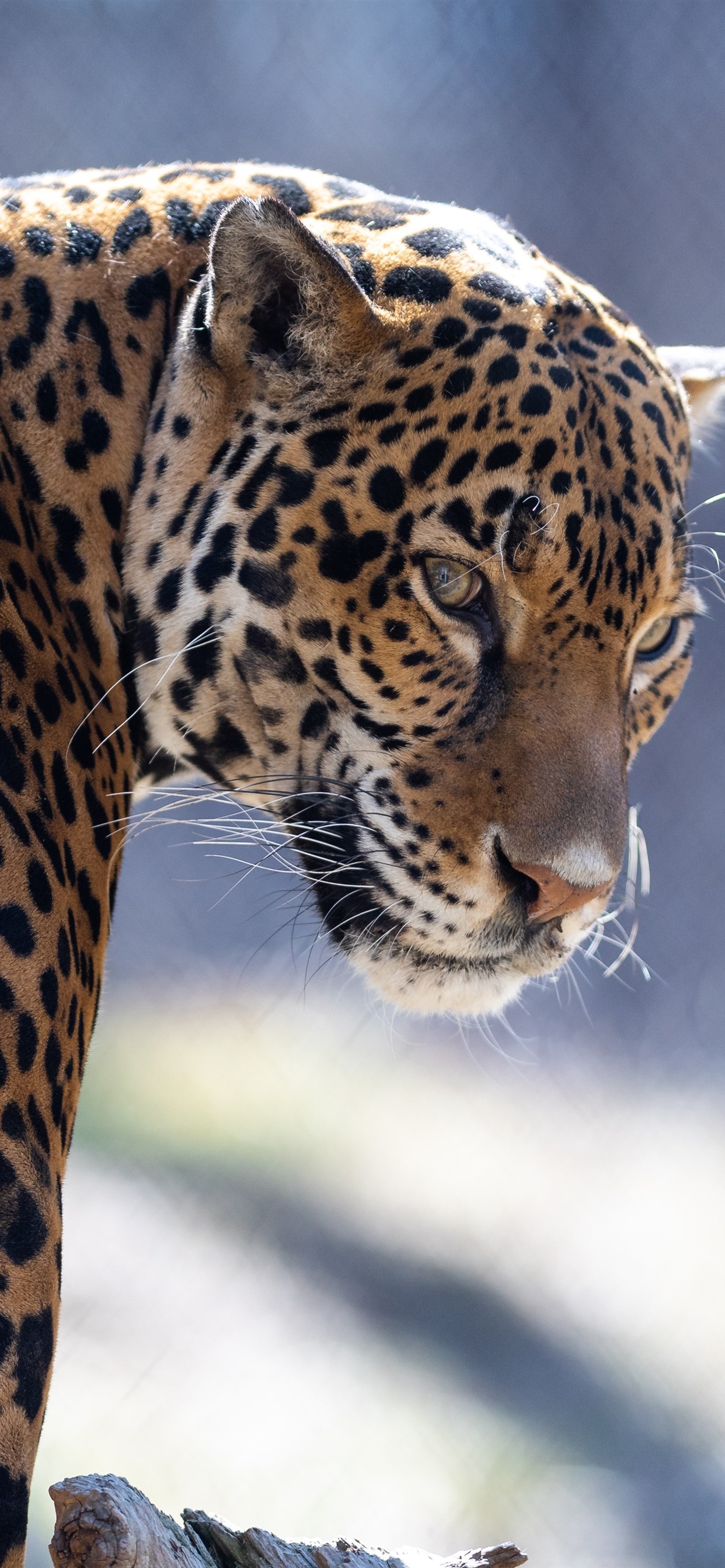 Iphone Wallpaper Zoo Animal, Jaguar, Look Back - Leopard Wallpaper Iphone Xs Max - HD Wallpaper 