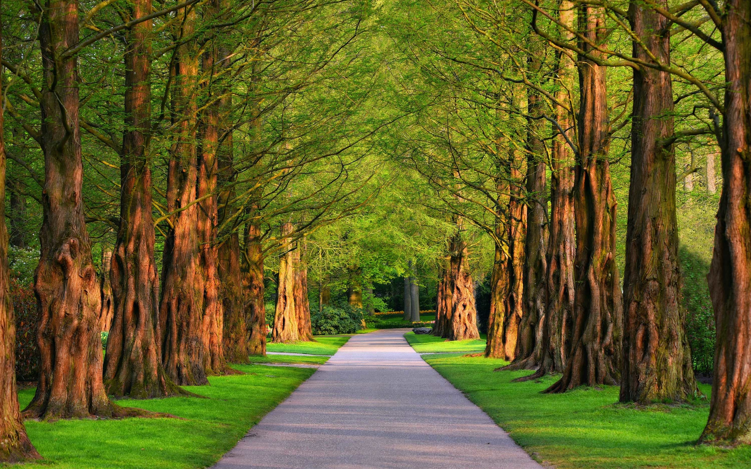 Wallpaper Of Park, Path, Tree Background & Hd Image - Tree Background  Images Hd - 2560x1600 Wallpaper 
