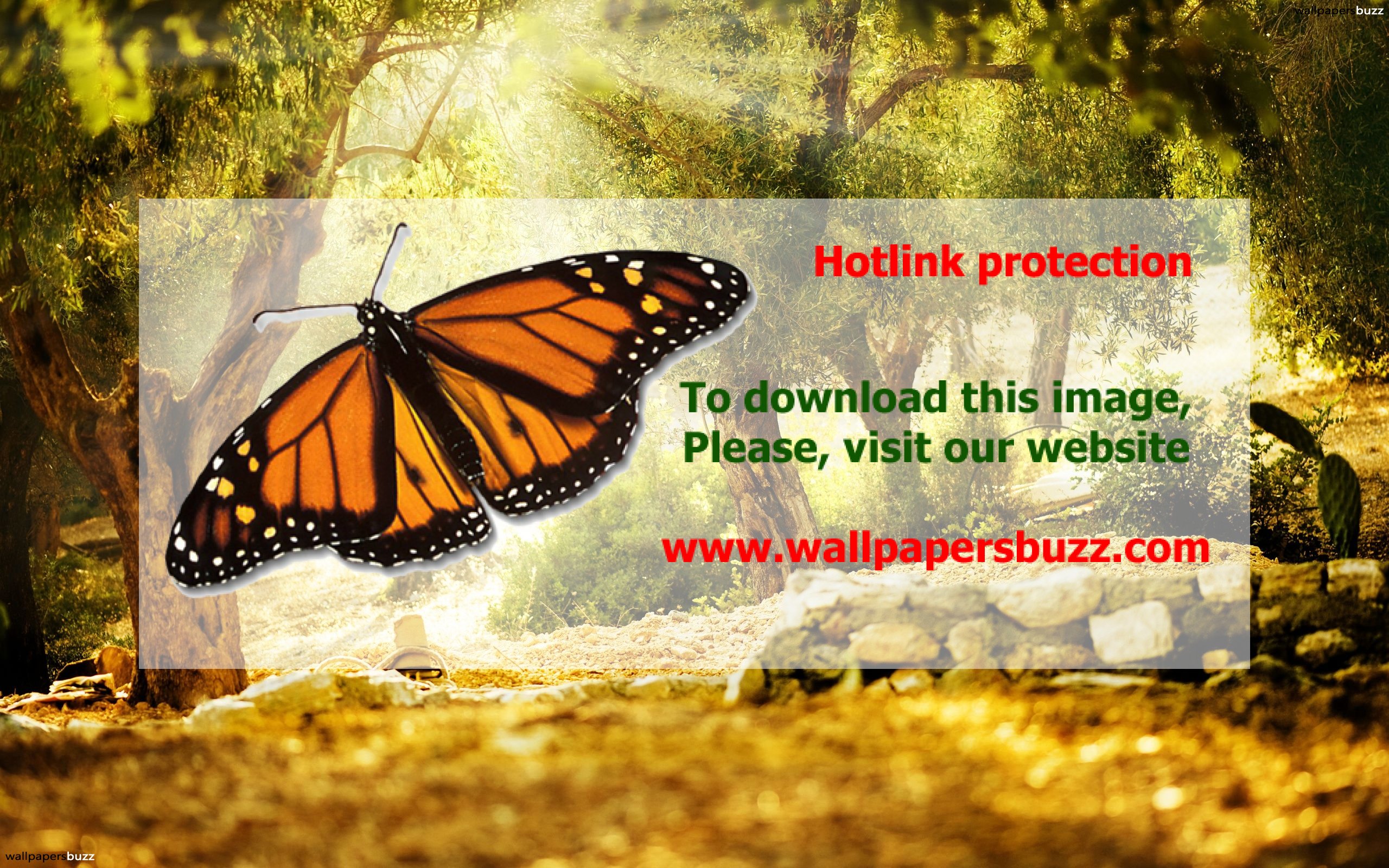 Olive Tree Garden Wallpeprs - HD Wallpaper 