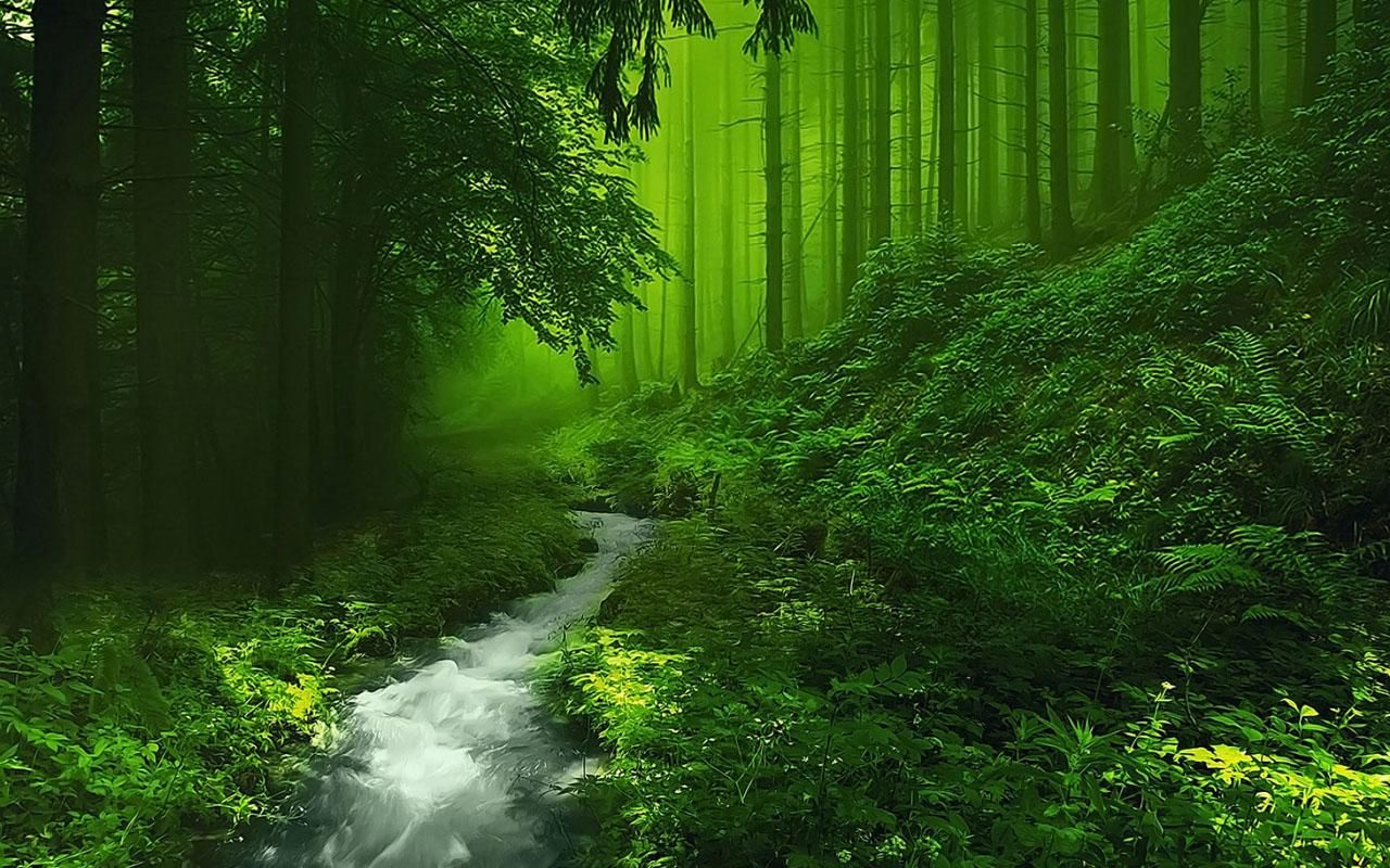 Beautiful Forest Hd - HD Wallpaper 