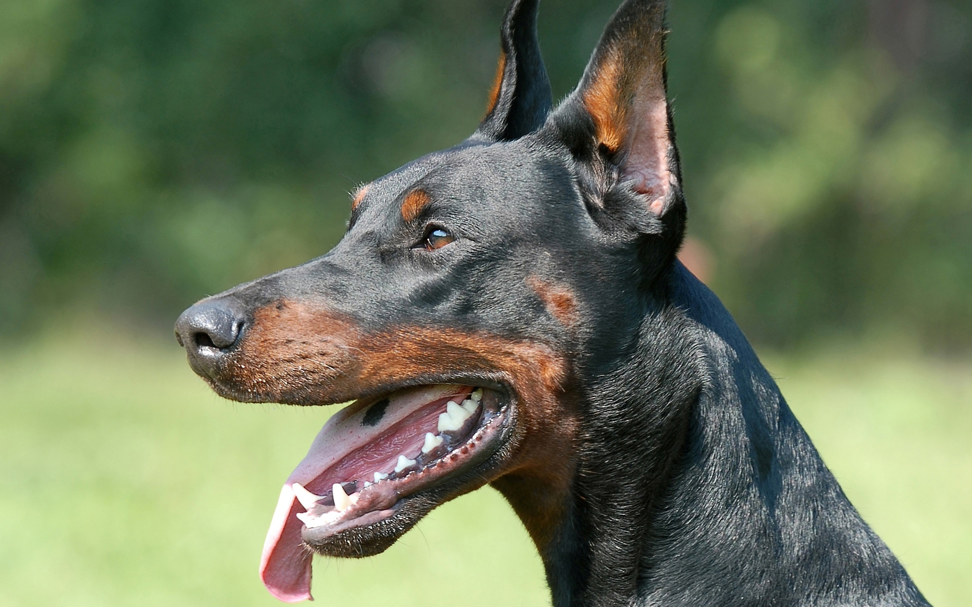 Doberman Pinscher Dog Wallpaper There Is Evidence That - Doberman Hd - HD Wallpaper 