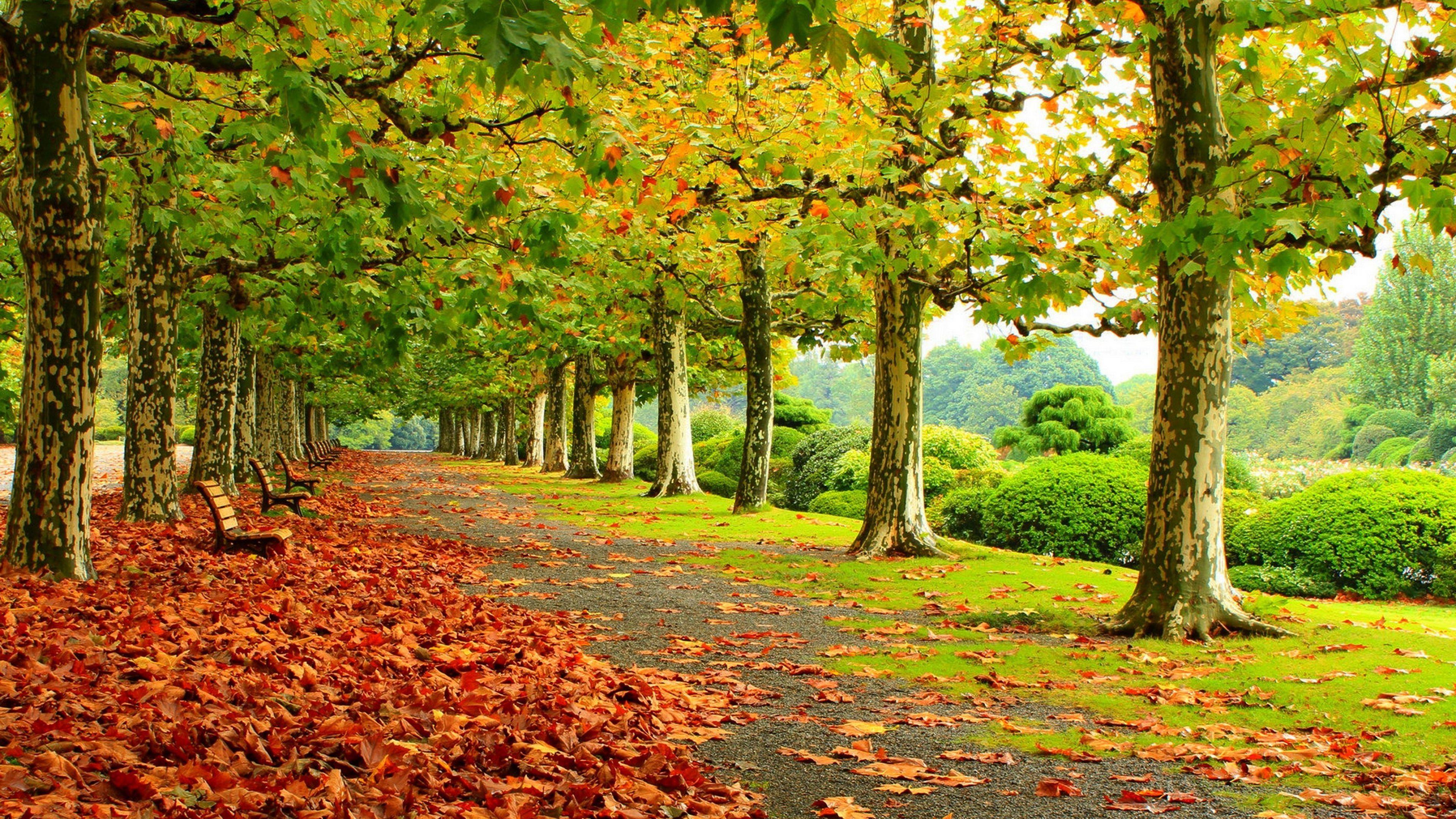 Hd Path In The Autumn Park Wallpaper - Beautiful Park Wallpaper Hd -  3840x2160 Wallpaper 