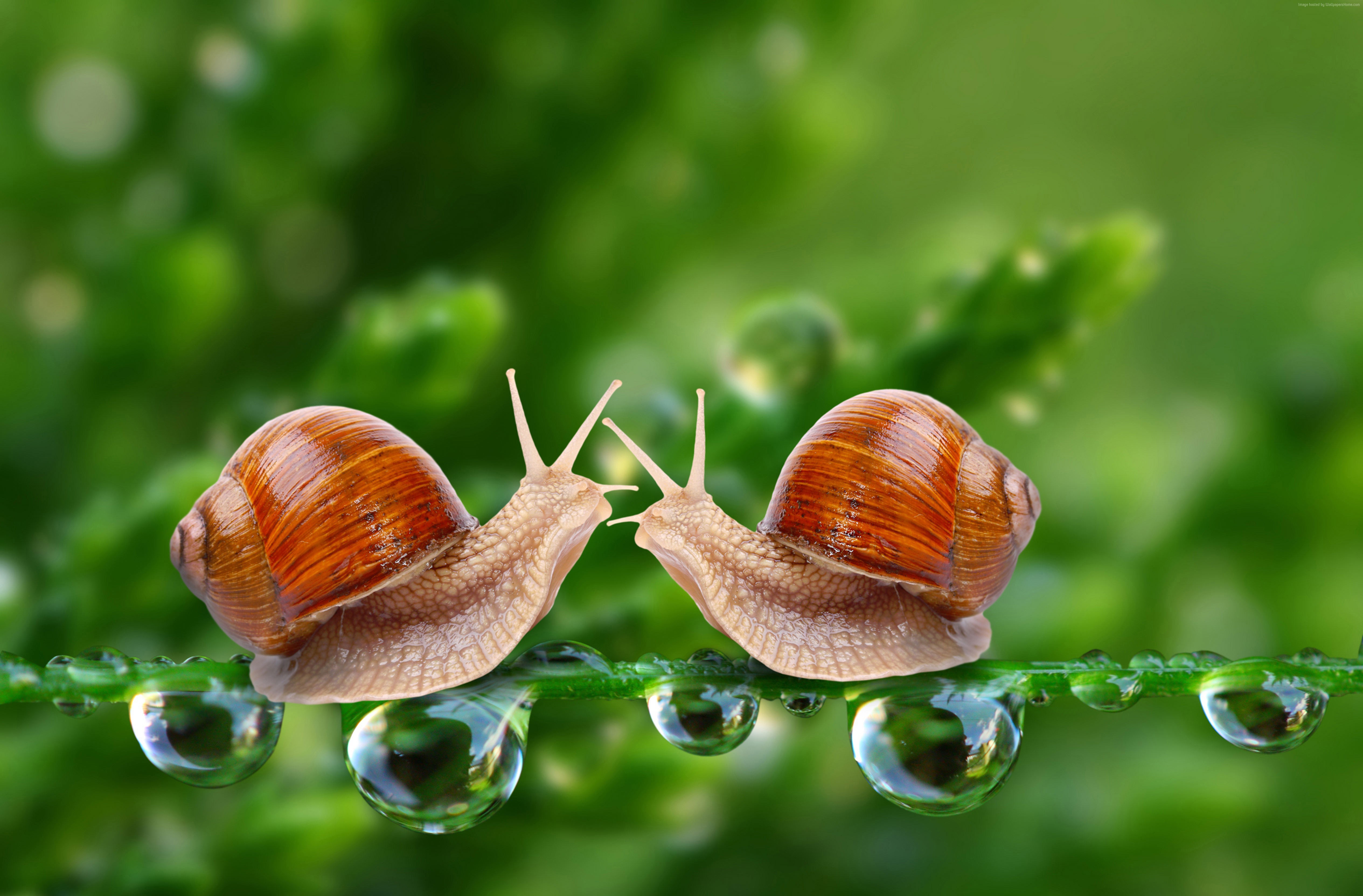 Snail Wallpaper 4k - HD Wallpaper 
