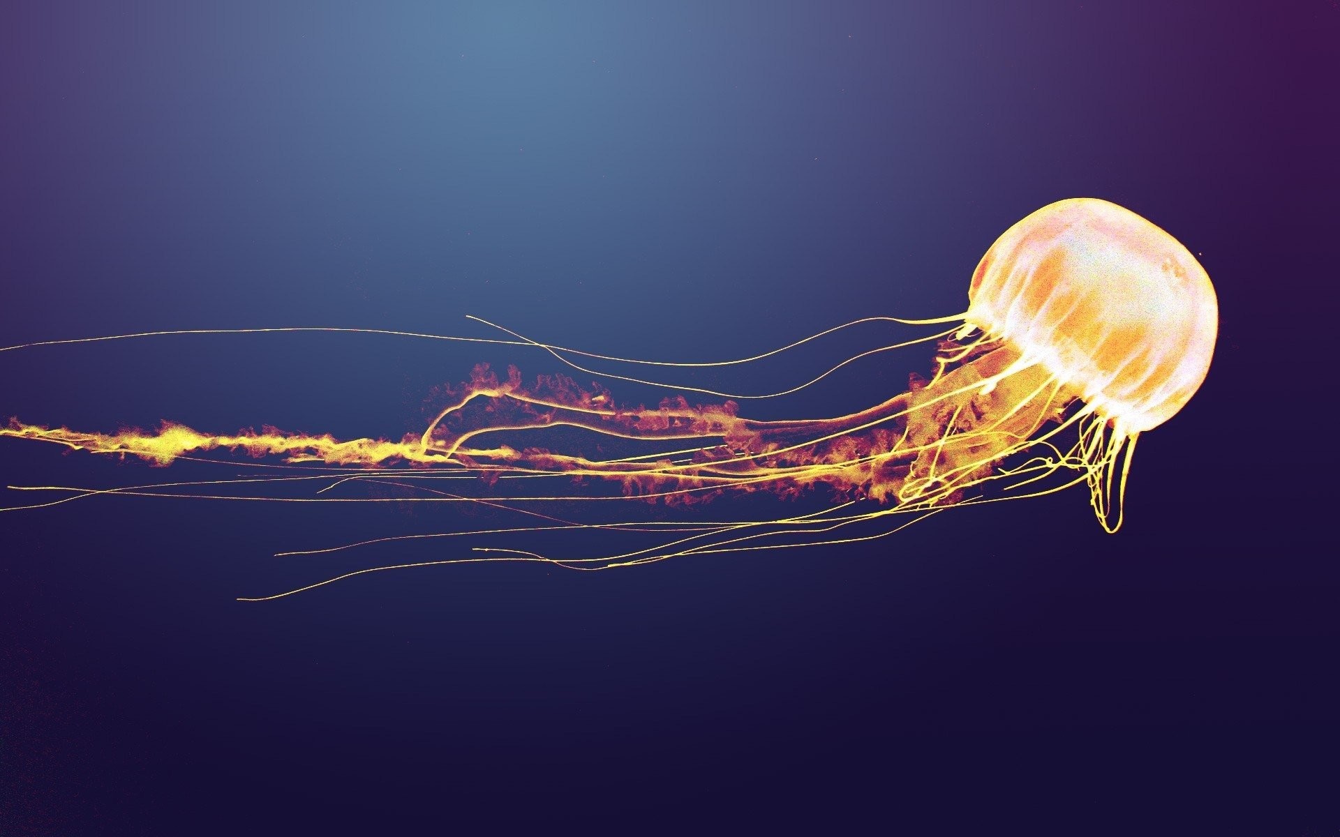 Hd Wallpaper - Jellyfish Wallpaper Hd - HD Wallpaper 