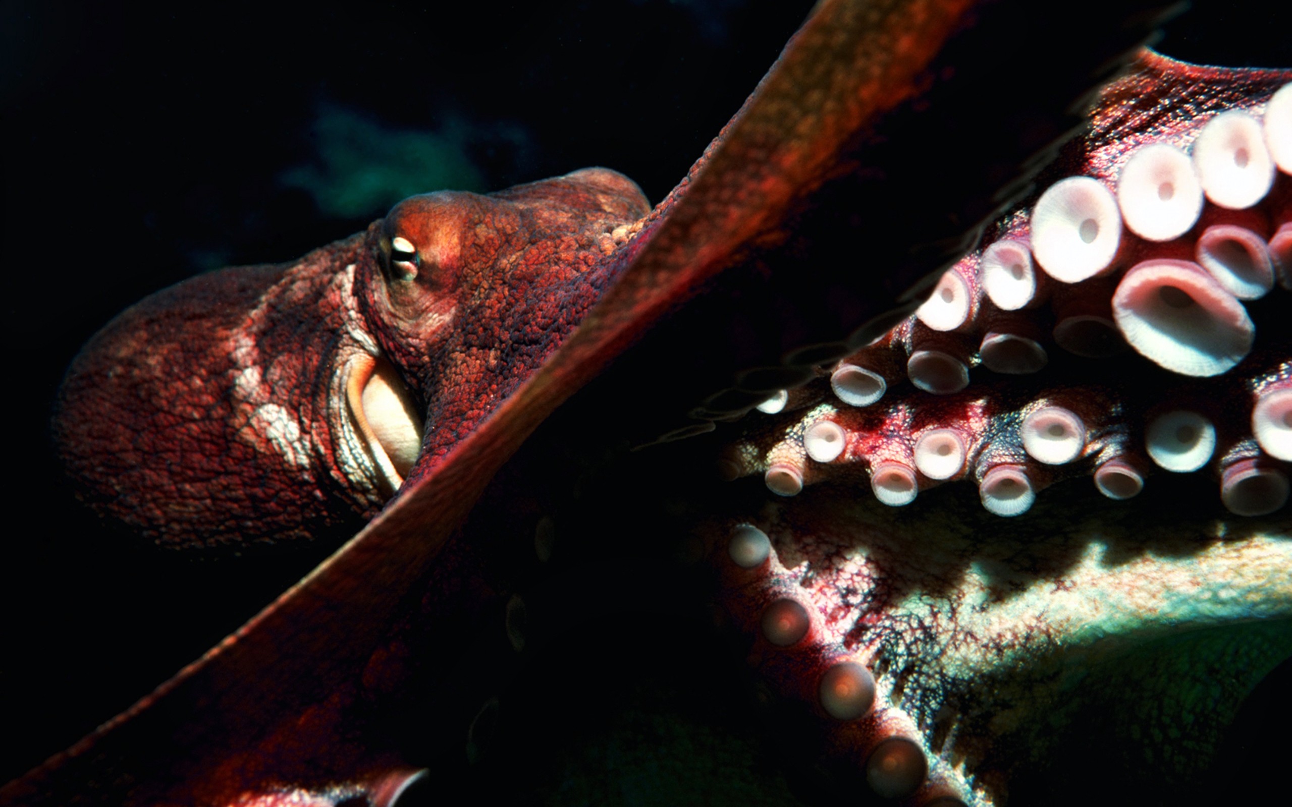 Hd Phone Background Octopus - HD Wallpaper 