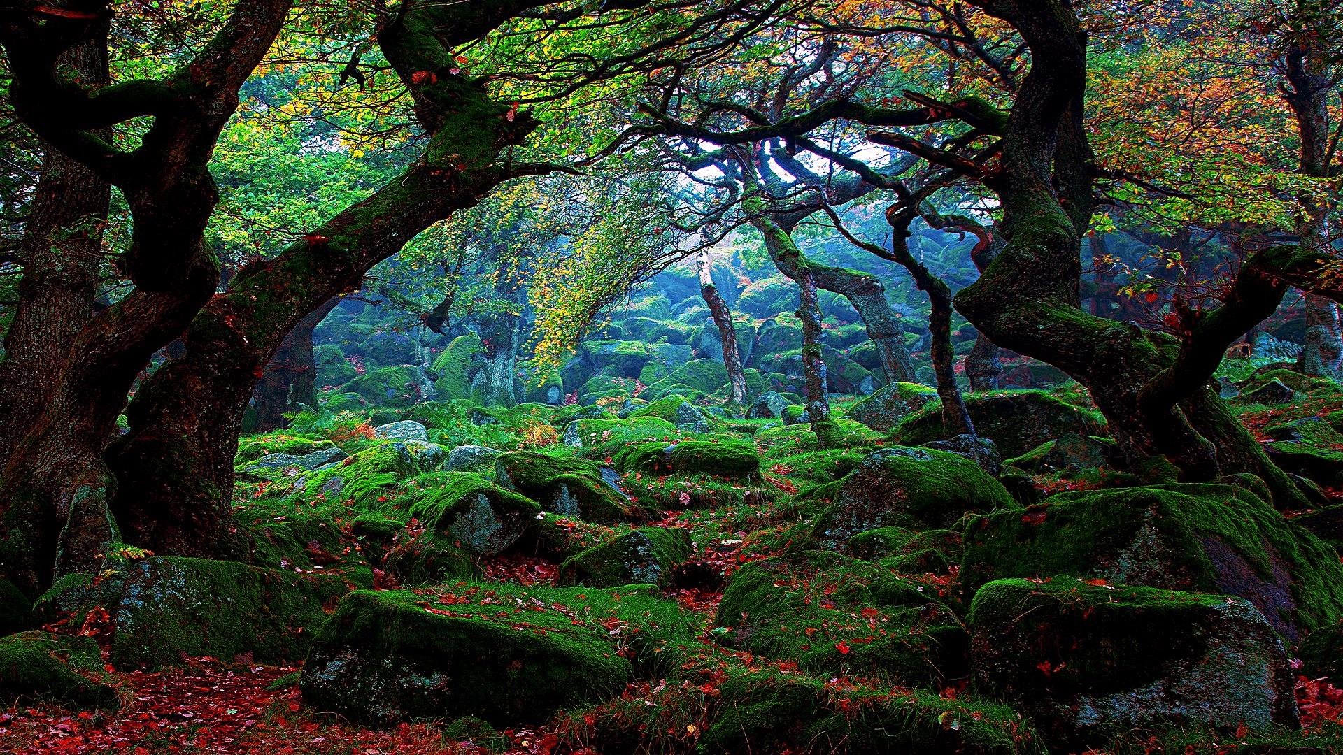 hd wallpapers 1080p forest