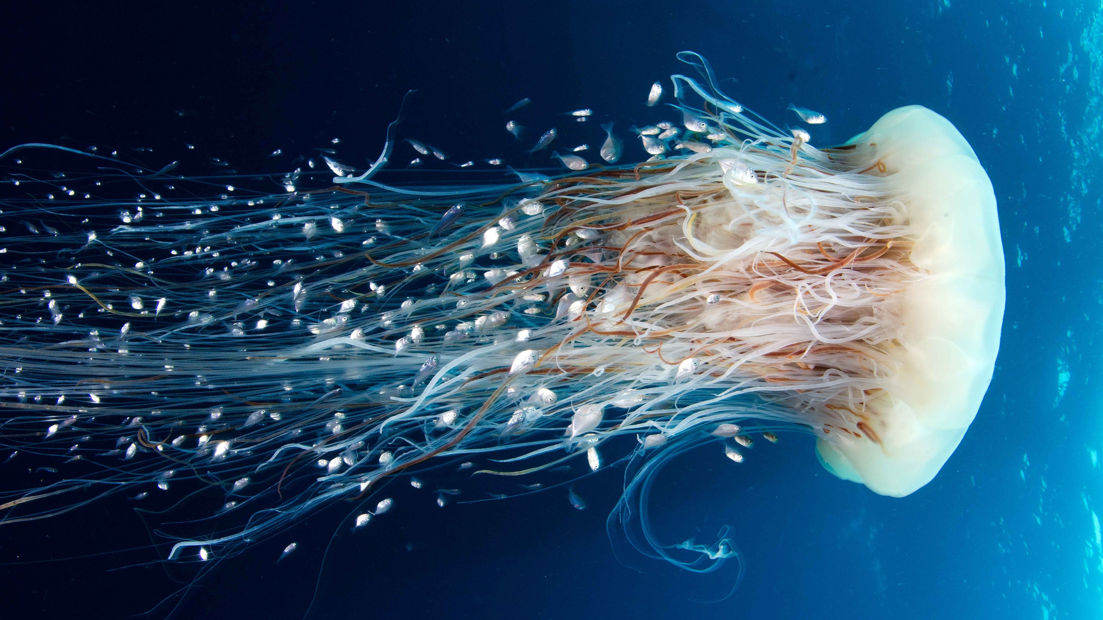 Jellyfish Wallpaper 4k - HD Wallpaper 