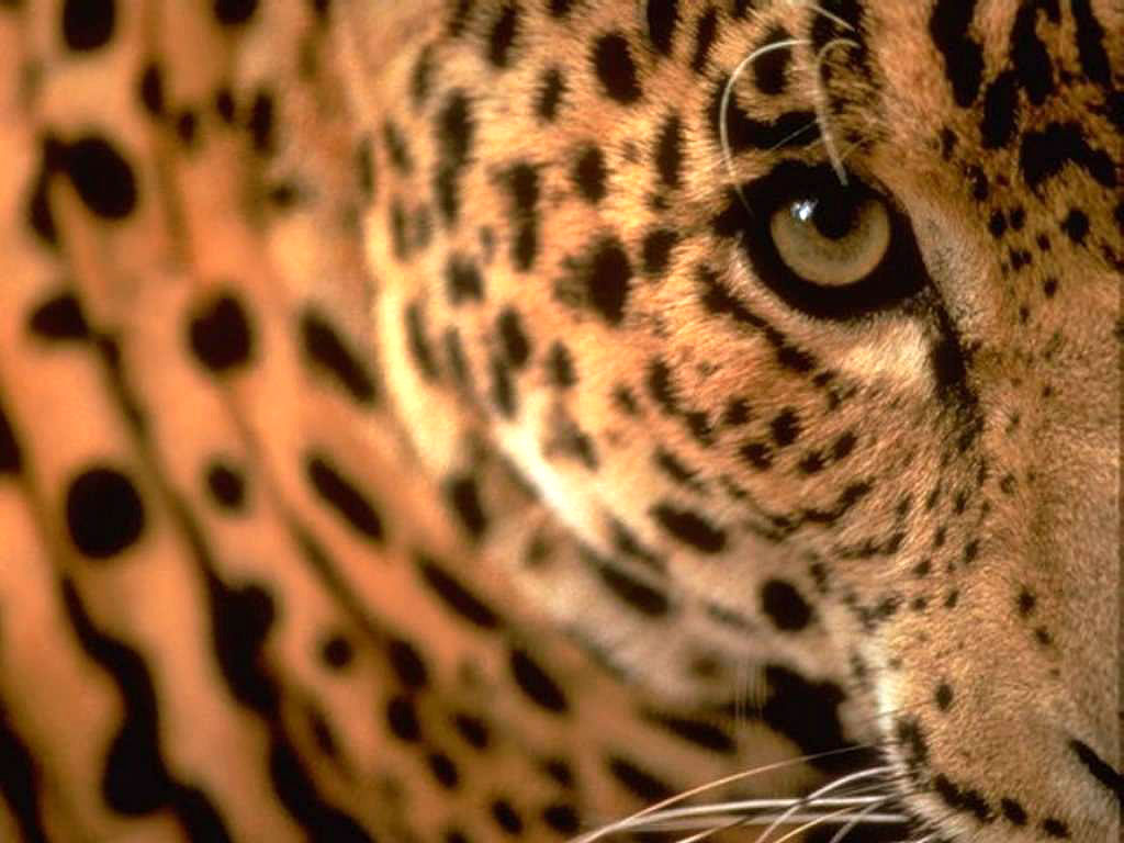 Jaguar Pictures - Leopar Gözü - HD Wallpaper 