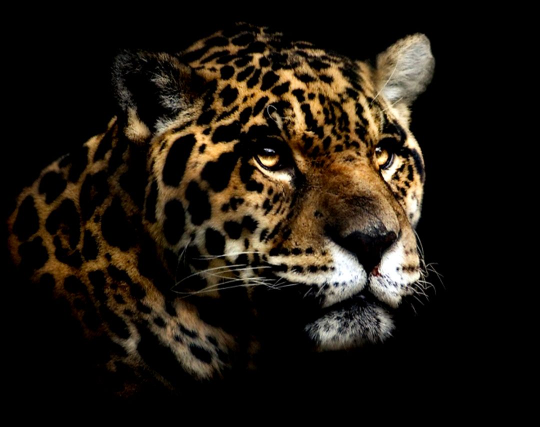 Portrait Of A Jaguar Wallpaper And Background Image - Fondos De Pantalla Hd Jaguar - HD Wallpaper 