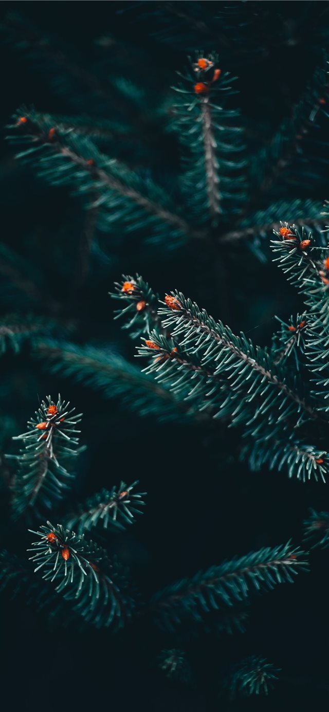 Christmas Wallpaper Iphone X - HD Wallpaper 