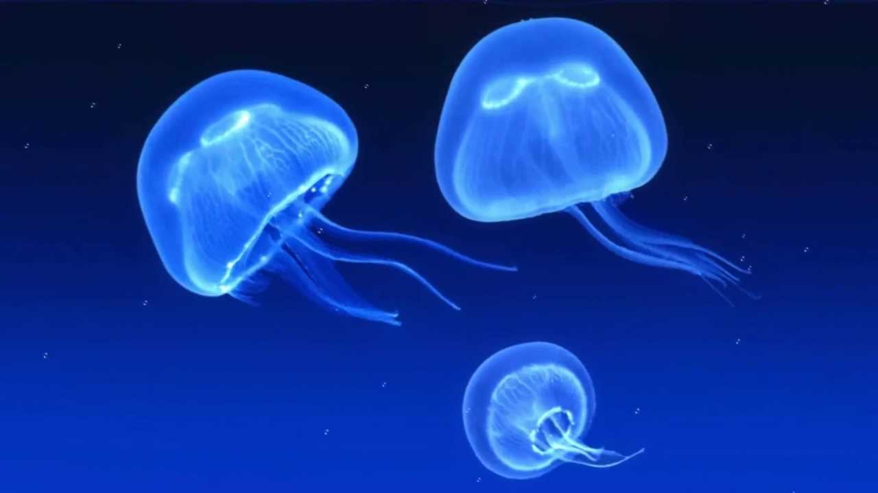 High Resolution Jelly Fish - HD Wallpaper 