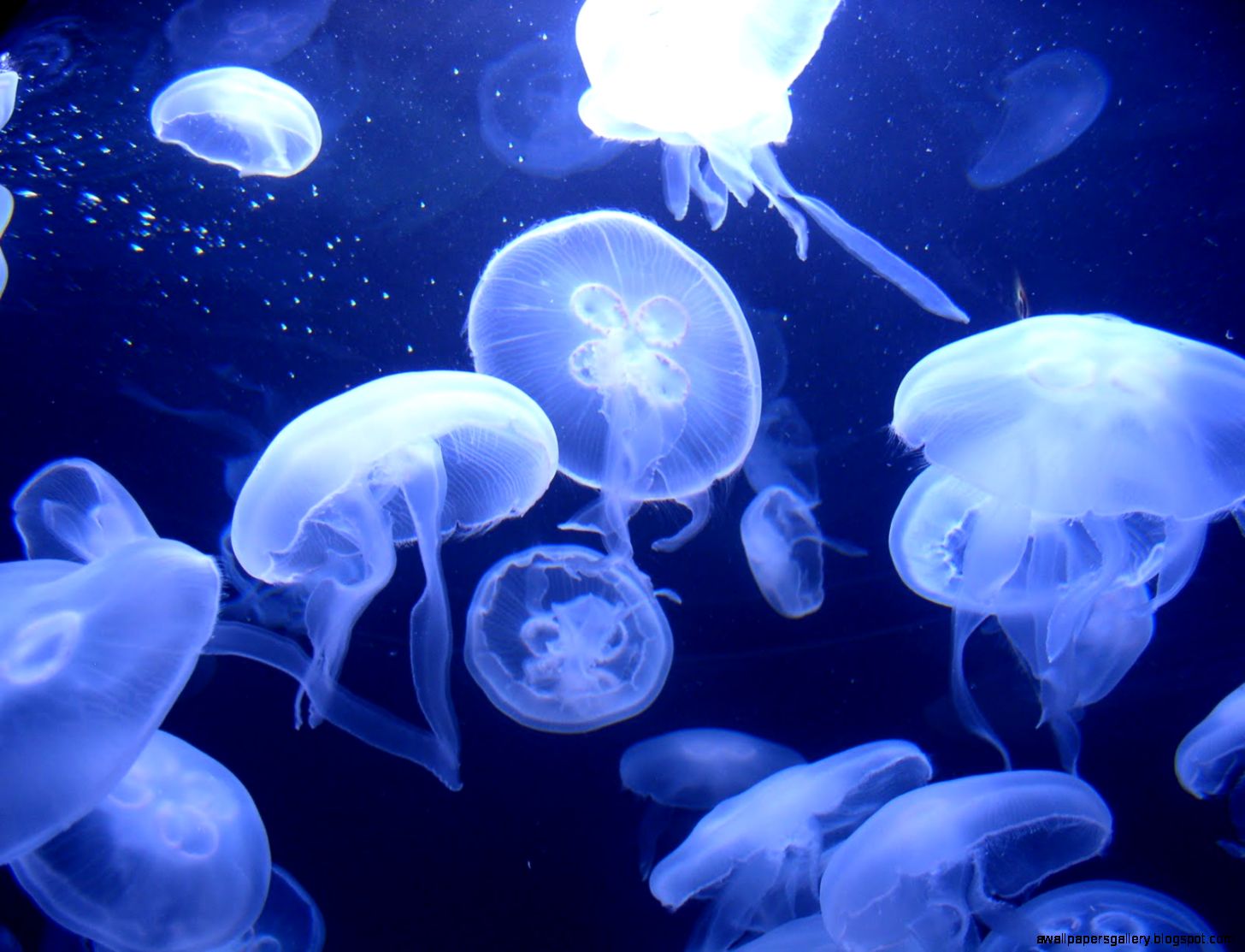 Jellyfish Live Wallpaper - Live Jellyfish Wallpaper Hd - HD Wallpaper 