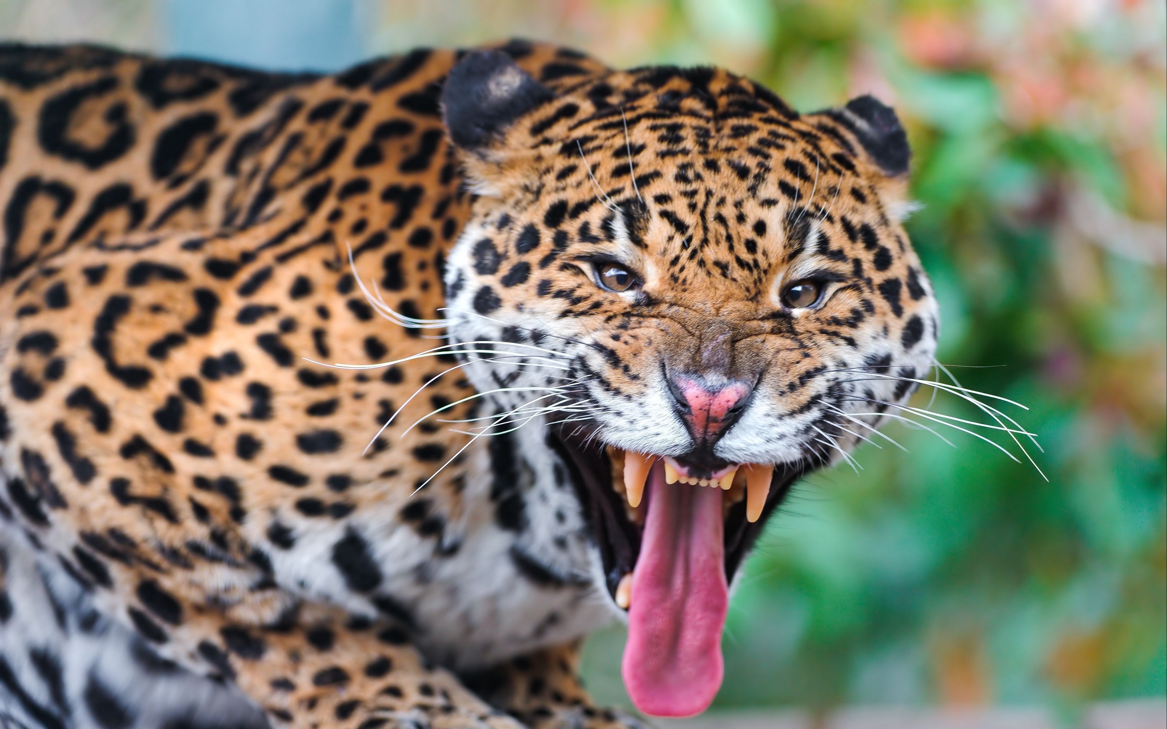 Wallpaper Jaguar, Face, Teeth, Predator, Big Cat - Jaguar Big Teeth - HD Wallpaper 