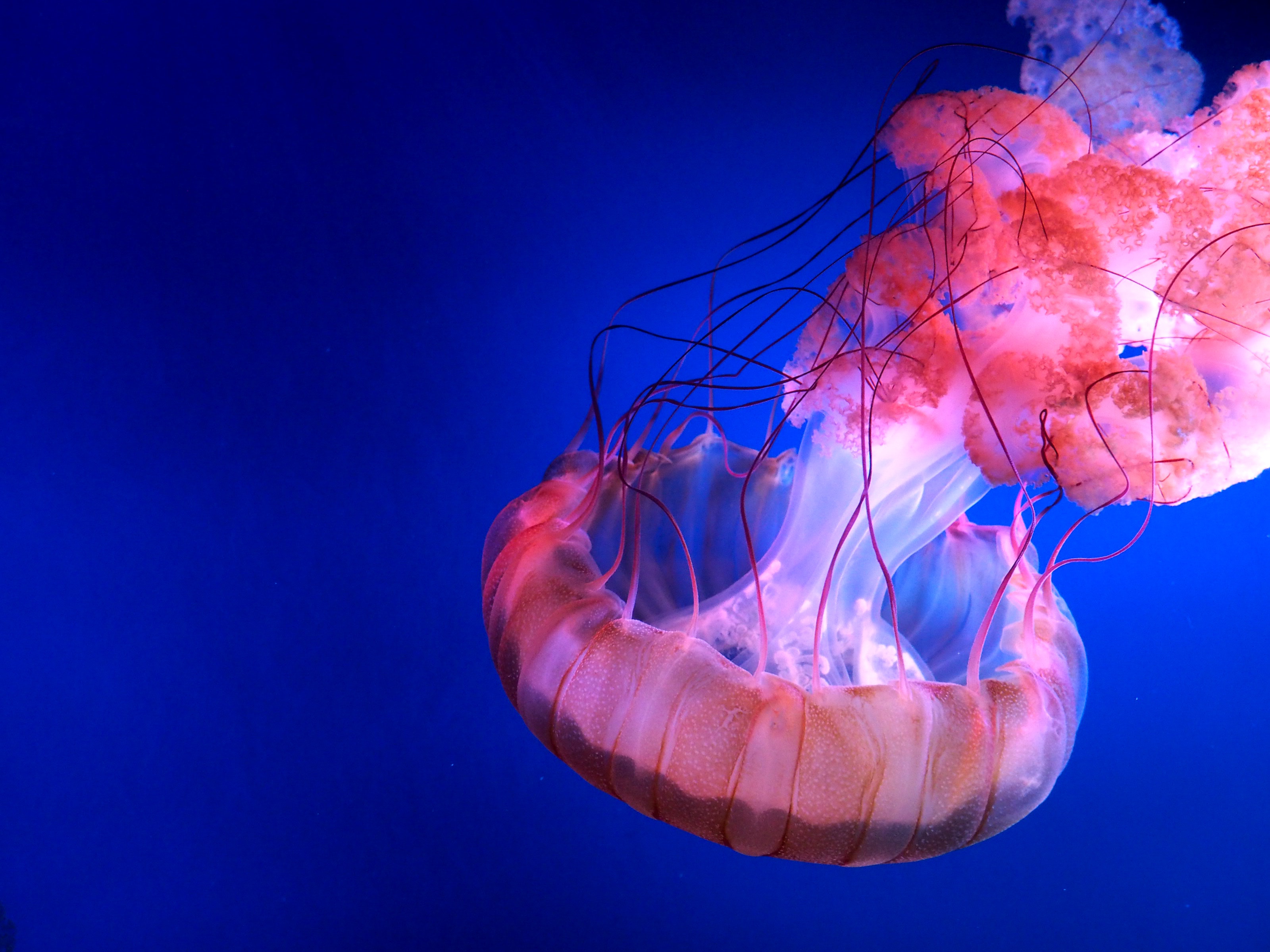 Does A Jellyfish Eat - HD Wallpaper 