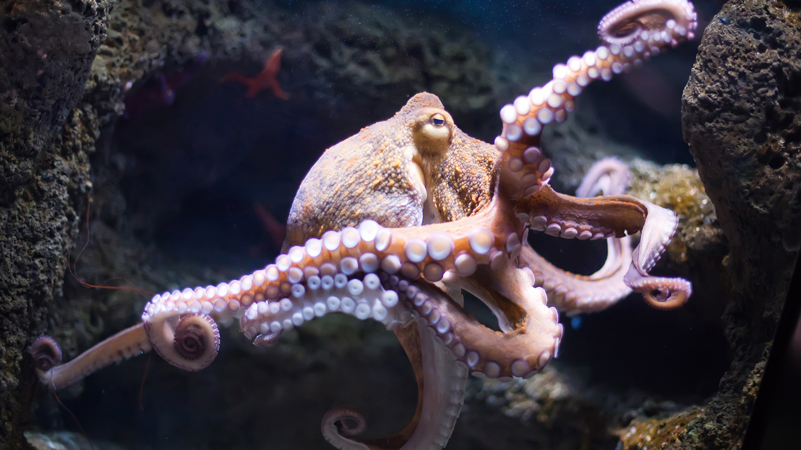 Real Octopus Images Hd Wallpapers Â€“ Animals And Birds - Octopus Animal -  1600x900 Wallpaper 