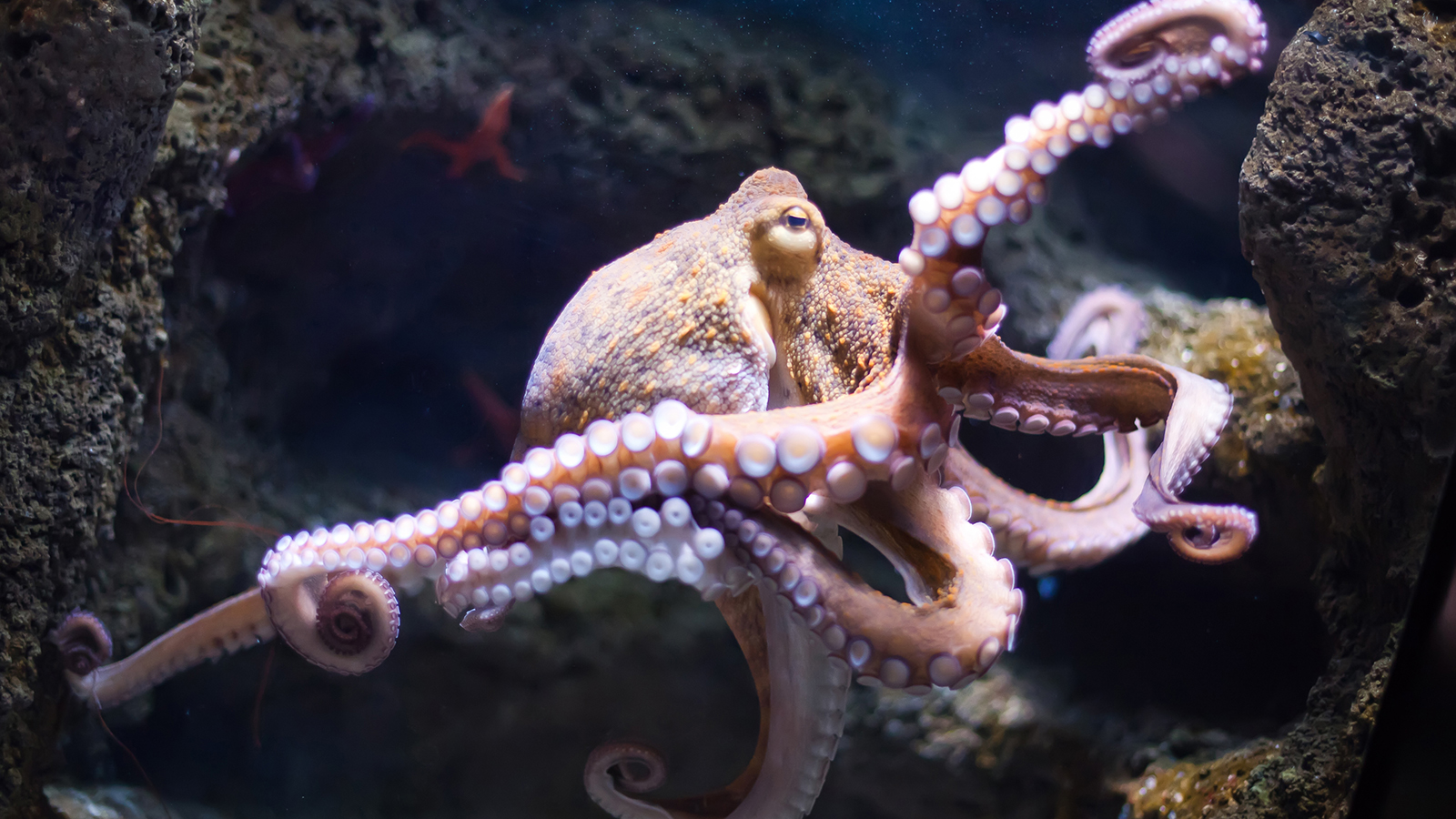 Real Octopus Images Hd Wallpapers €“ Animals And Birds - Octopus Animal - 1600x900 Wallpaper Real Octopus Images Hd Wallpapers €“ Animals And Birds - Octopus Animal - 1600x900 Wallpaper