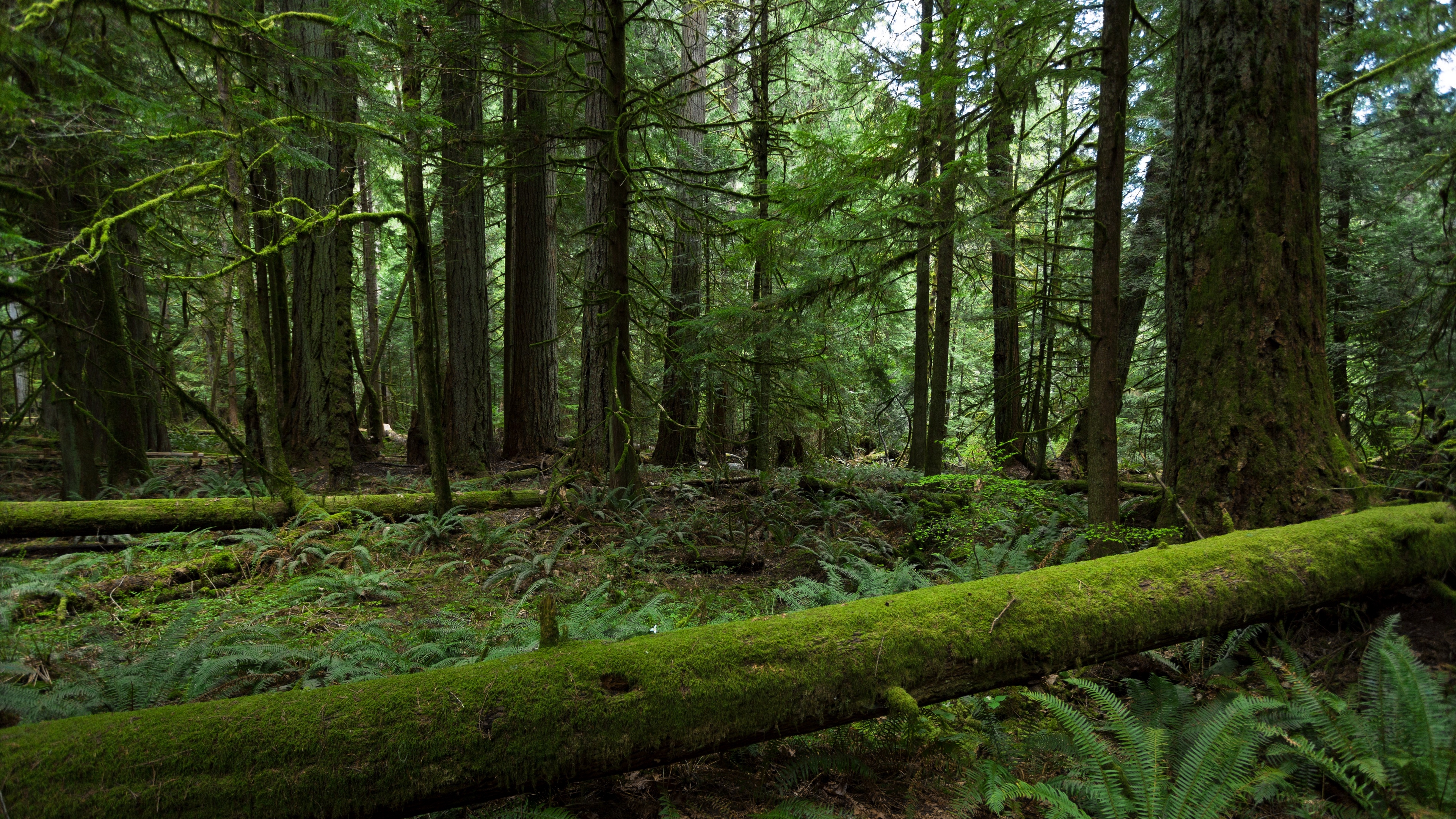 Wallpaper Forest, Trees, Nature - Forest Wallpapers 4k - 3840x2160 Wallpaper Wallpaper Forest, Trees, Nature - Forest Wallpapers 4k - 3840x2160 Wallpaper