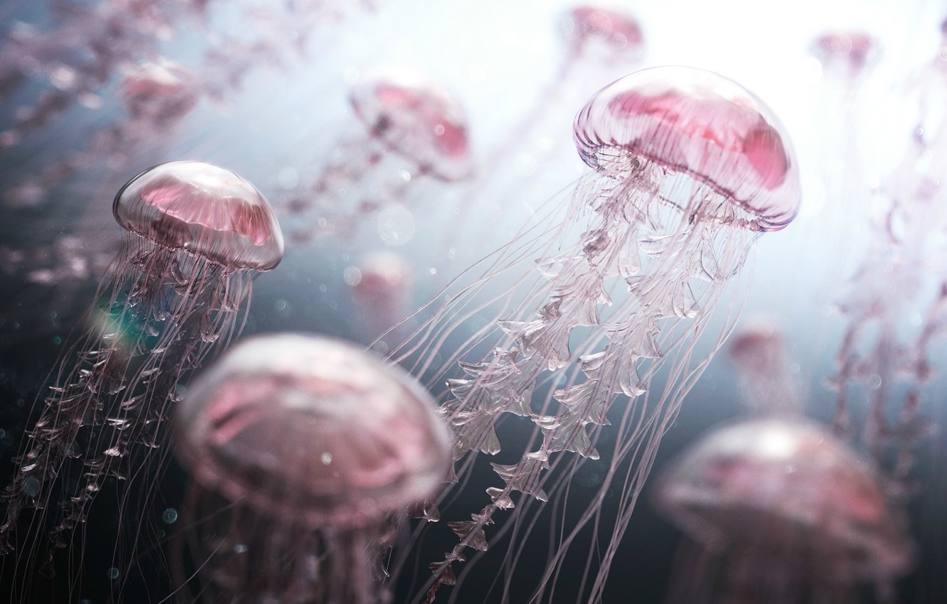 Photo Wallpaper Light, Underwater World, Pink Jellyfish - Pink Jellyfish - HD Wallpaper 