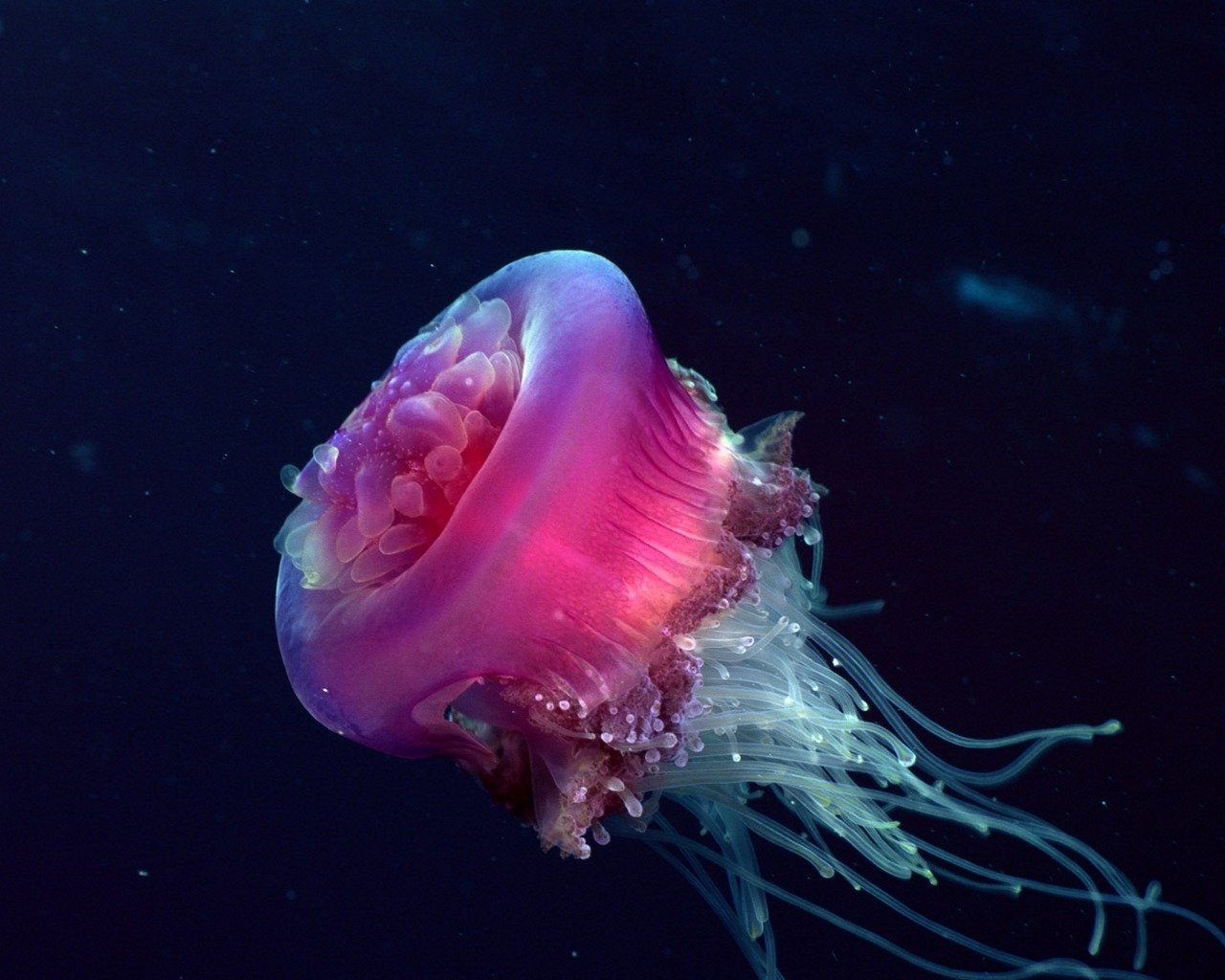 Moving Jellyfish - 1280x1024 Wallpaper 