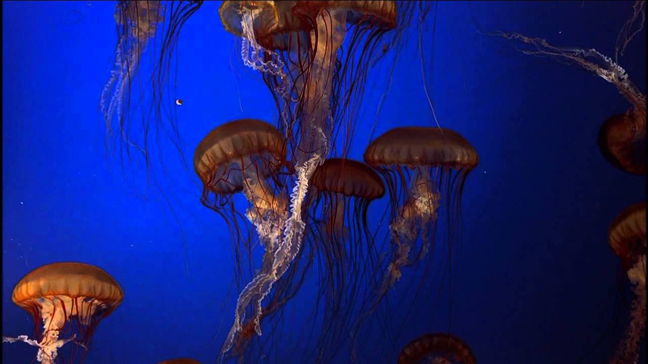 Animated Jellyfish - HD Wallpaper 