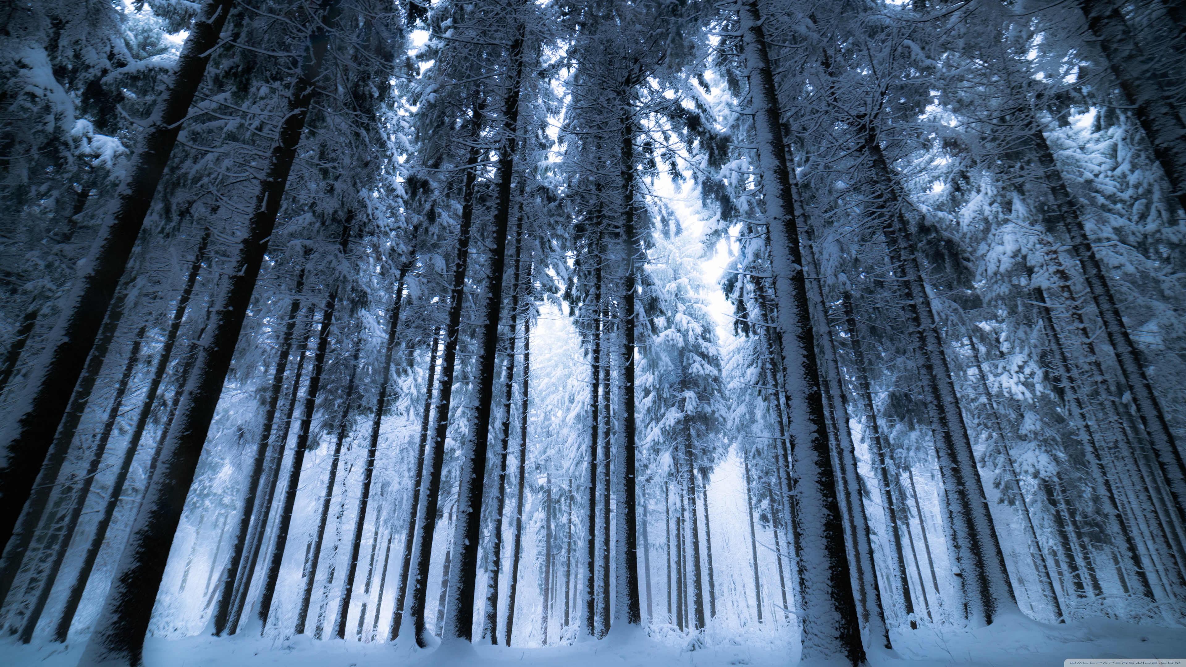 Dark Winter Forest Wallpaper Hd Resolution - Winter Forest Wallpaper 4k - HD Wallpaper 