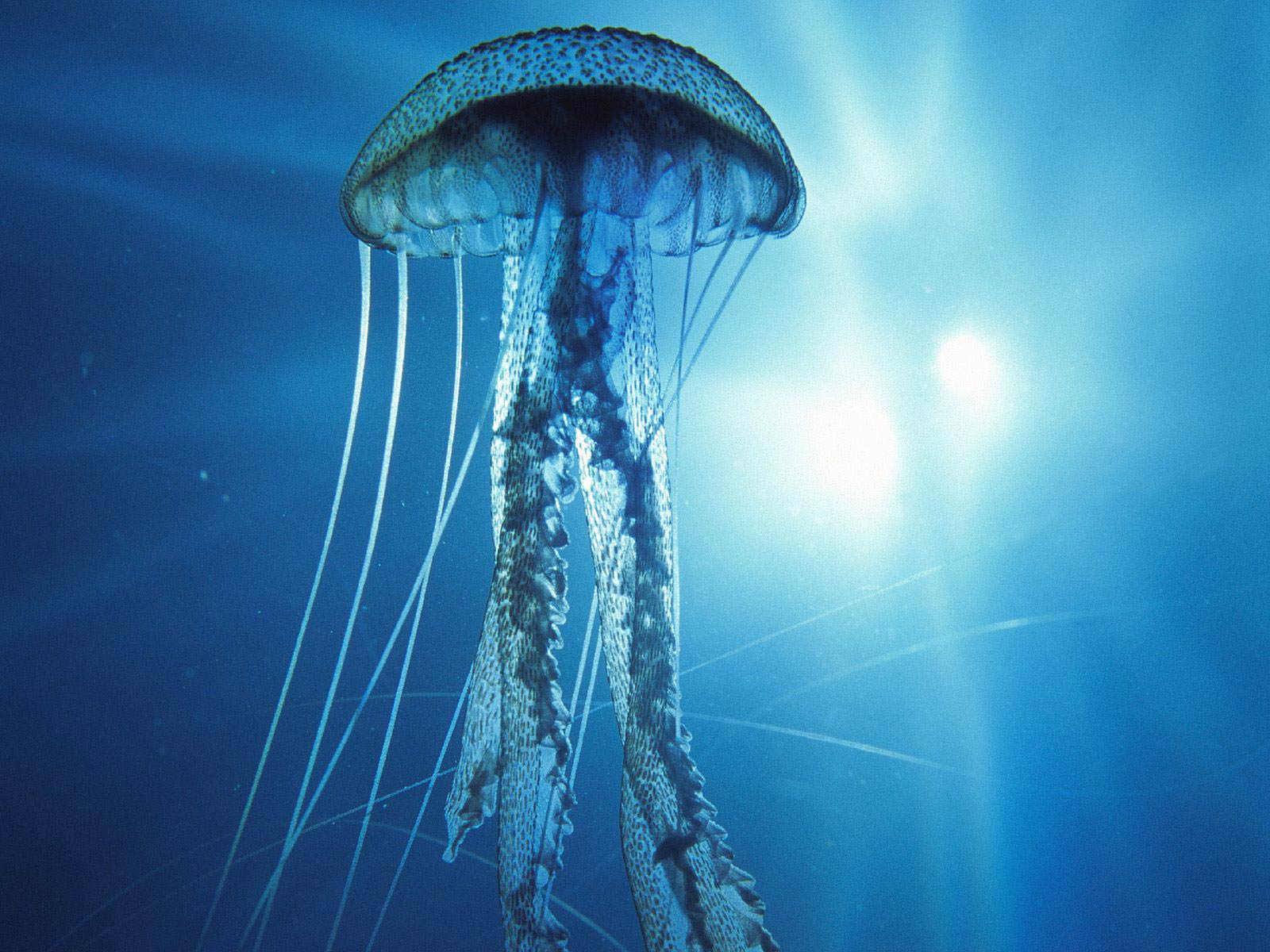 Electric Jellyfish - HD Wallpaper 