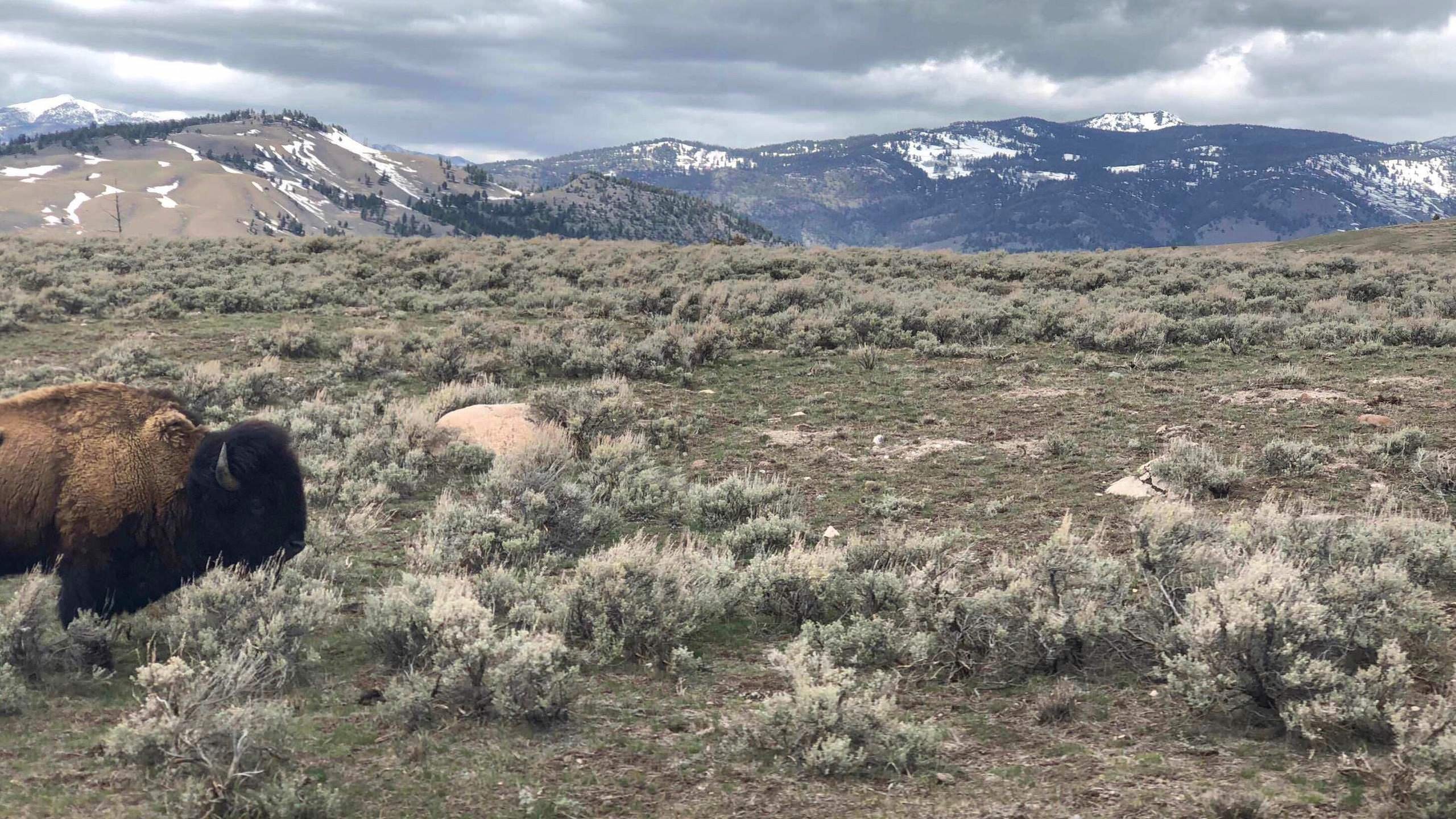 Desktop Backgrounds Yellowstone National Park - HD Wallpaper 