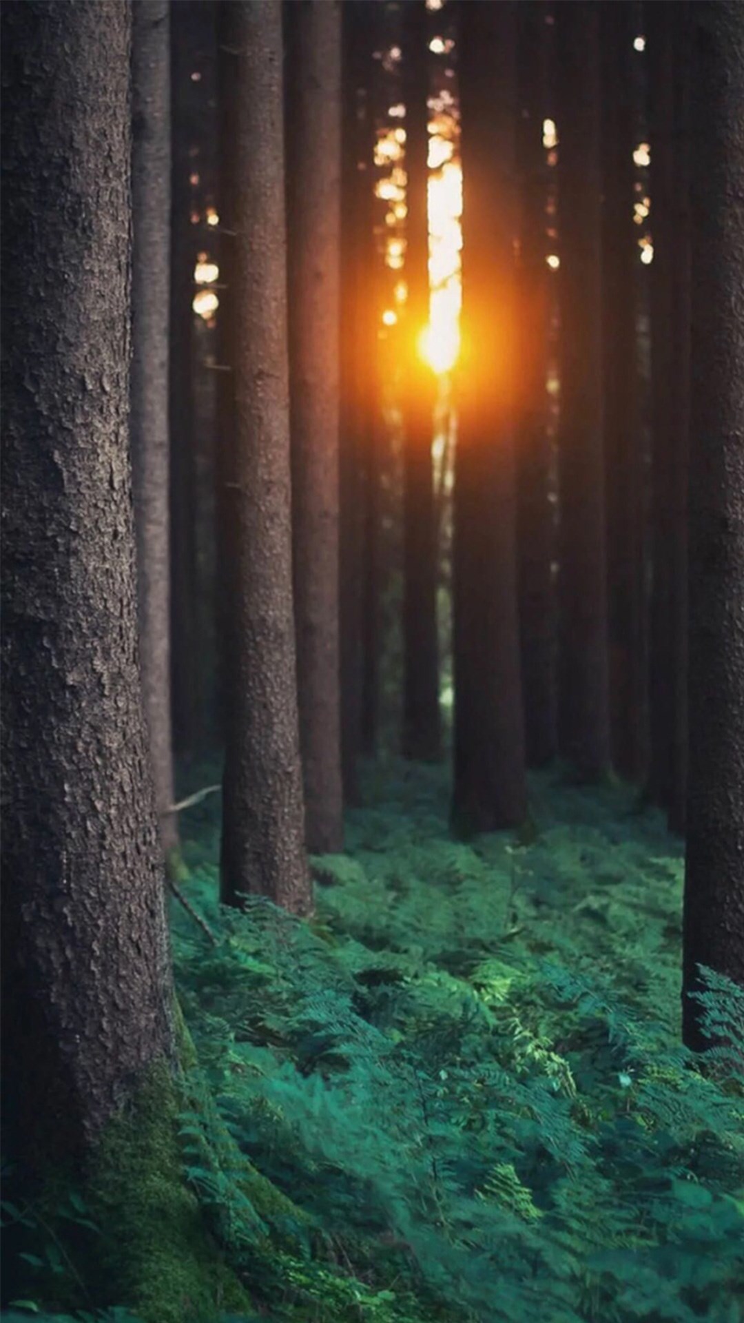 Forest Wallpaper Iphone 6 - HD Wallpaper 