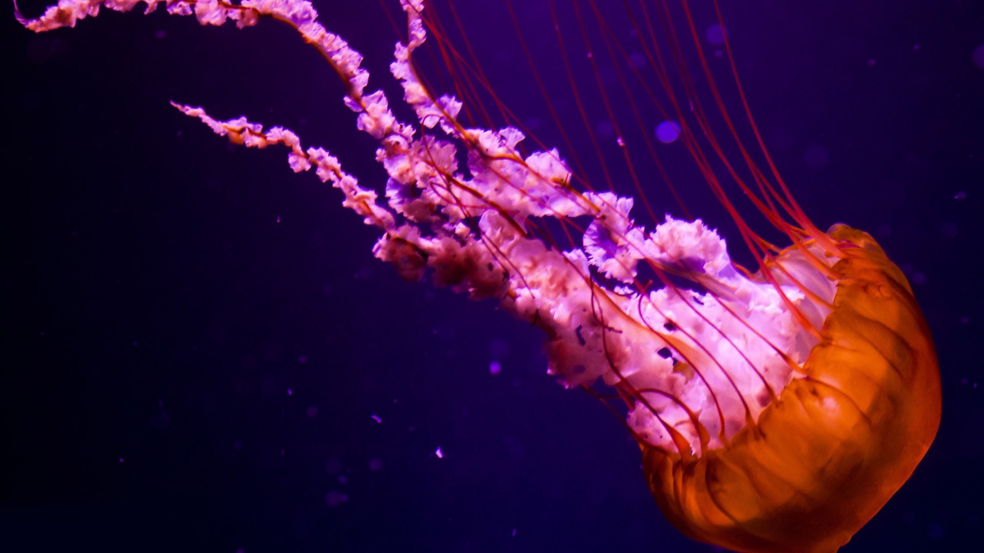 Jellyfish Wallpaper 1080p - HD Wallpaper 