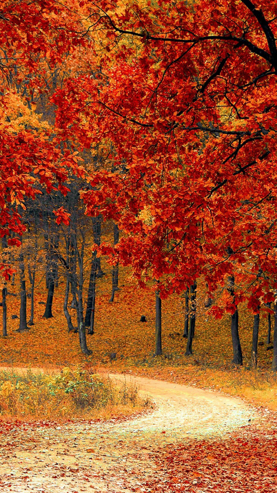 Beautiful Autumn Road & Trees Hd Mobile Wallpaper - Autumn Mobile Wallpaper Hd - HD Wallpaper 