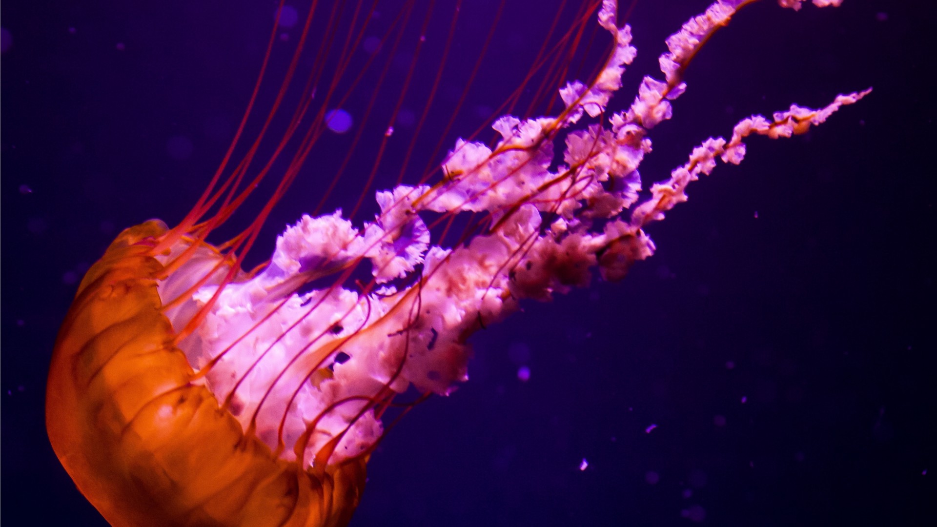 Pink And Orange Jellyfish - HD Wallpaper 