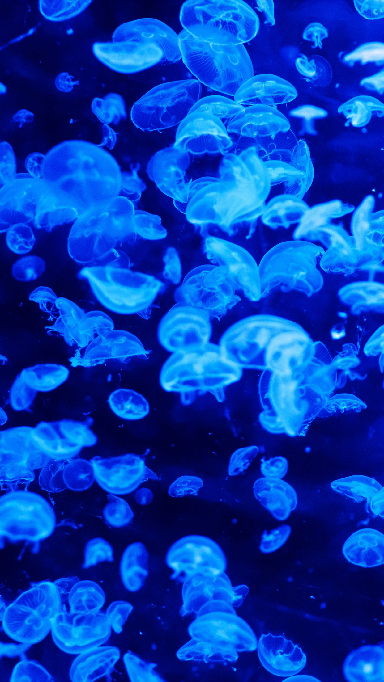 Jellyfish Wallpaper Iphone X - HD Wallpaper 