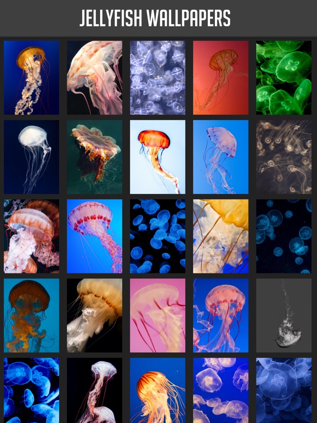 Jellyfish Wallpaper Ipad - HD Wallpaper 
