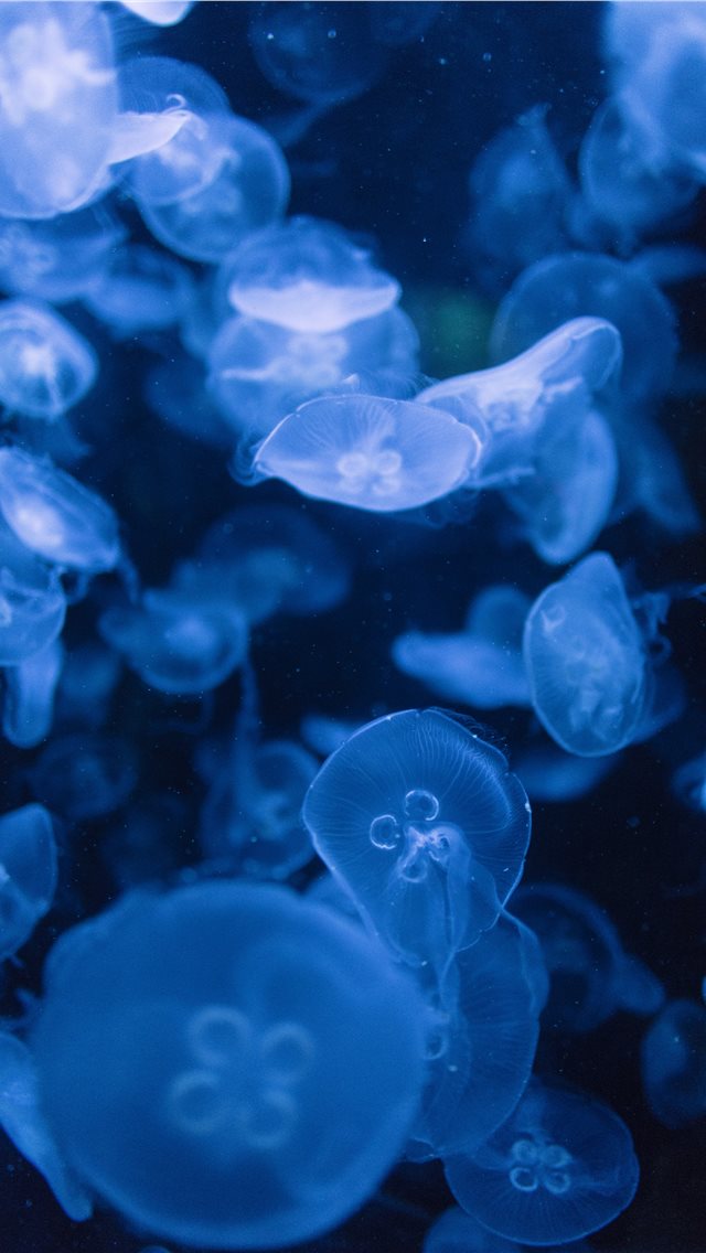 Jellyfish Iphone Wallpaper - Jellyfish Wallpaper Iphone X - HD Wallpaper 