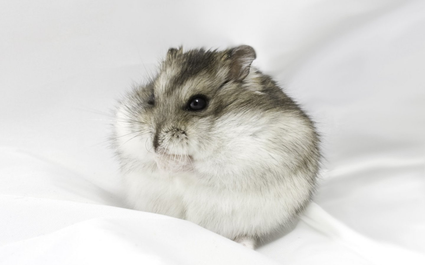 Big Hamster Wallpaper Animals Desktop - Russian Dwarf Hamster Grey - HD Wallpaper 