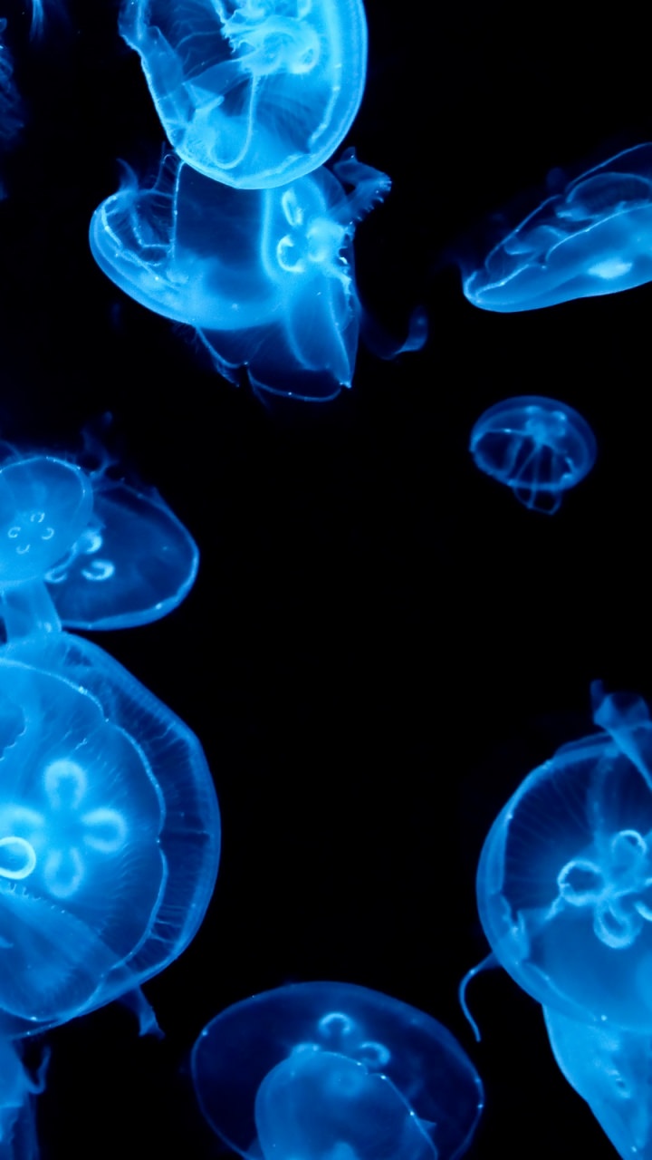 Jellyfish Wallpaper Phone 720x1280 Wallpaper Teahub Io