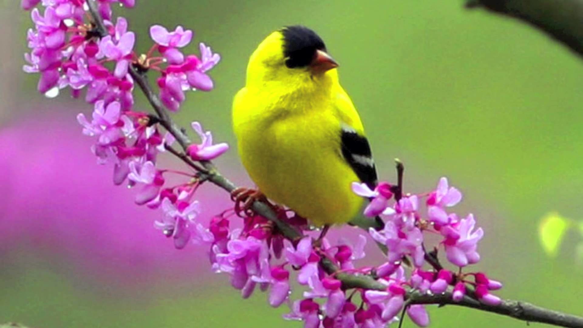 Birds And Flowers Wallpaper Which Is Under The Birds - Spring Bird - HD Wallpaper 