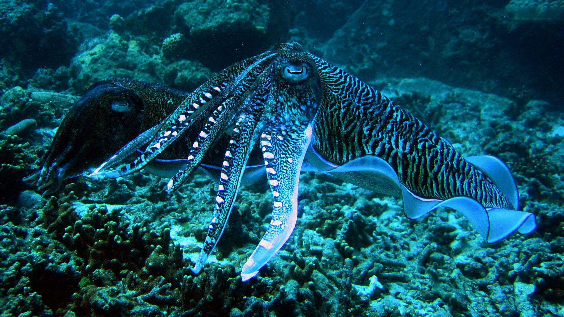 Cuttlefish Background - HD Wallpaper 