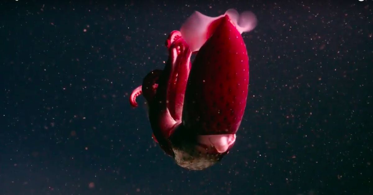 An Error Occurred - Deep Creatures Oceans - HD Wallpaper 