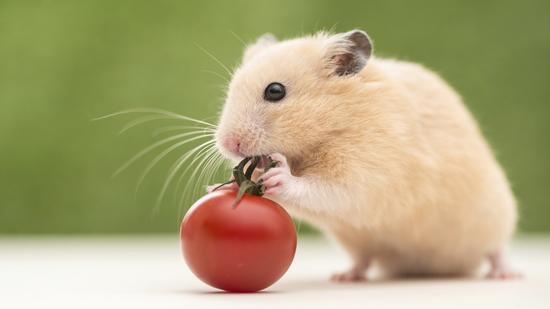 Hamster Hd 1920x1080 Wallpaper Teahub Io