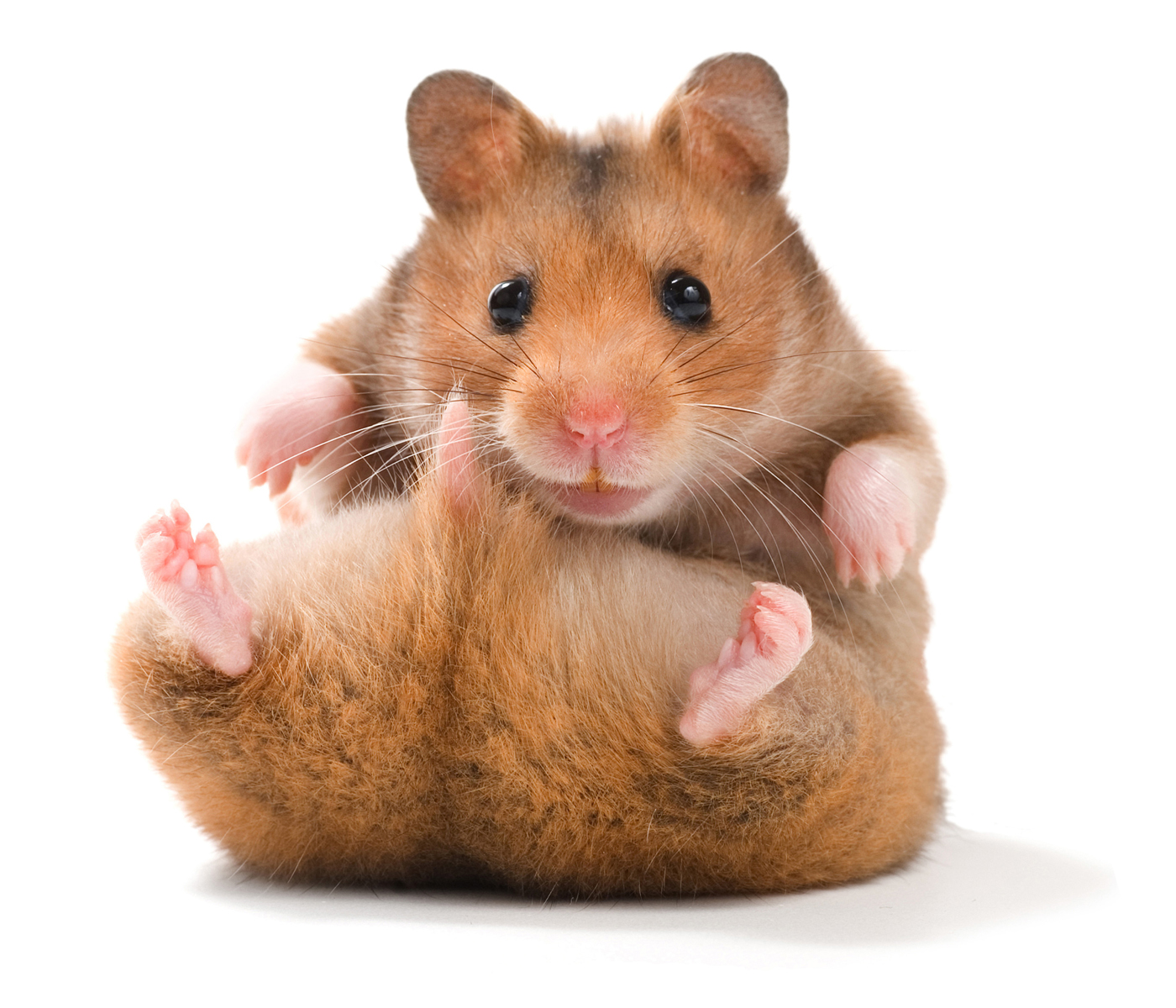 Hamster Wallpaper - Teddy Bear Hamster - HD Wallpaper 